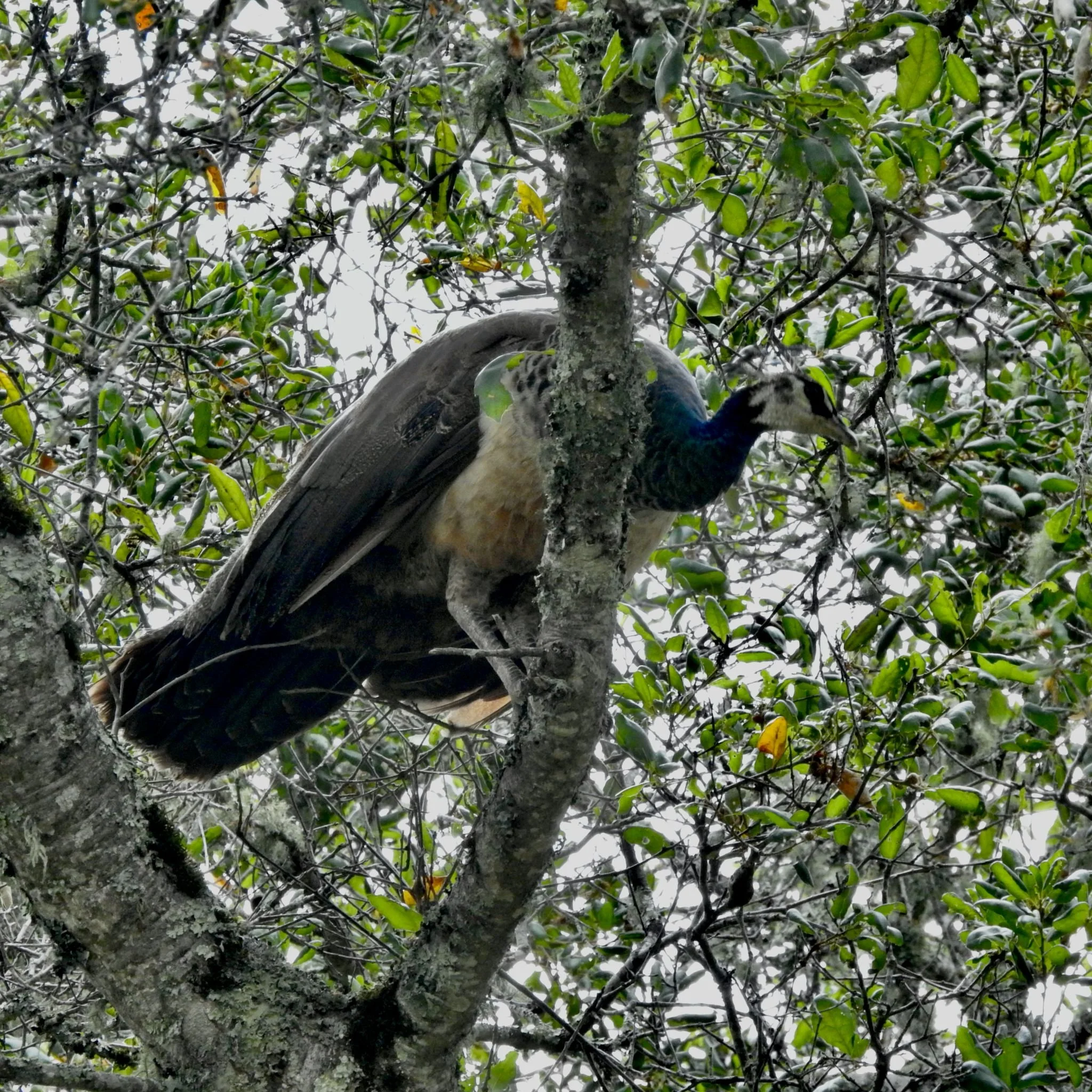 Wild peahen perched in a tree in Sonoma, California
