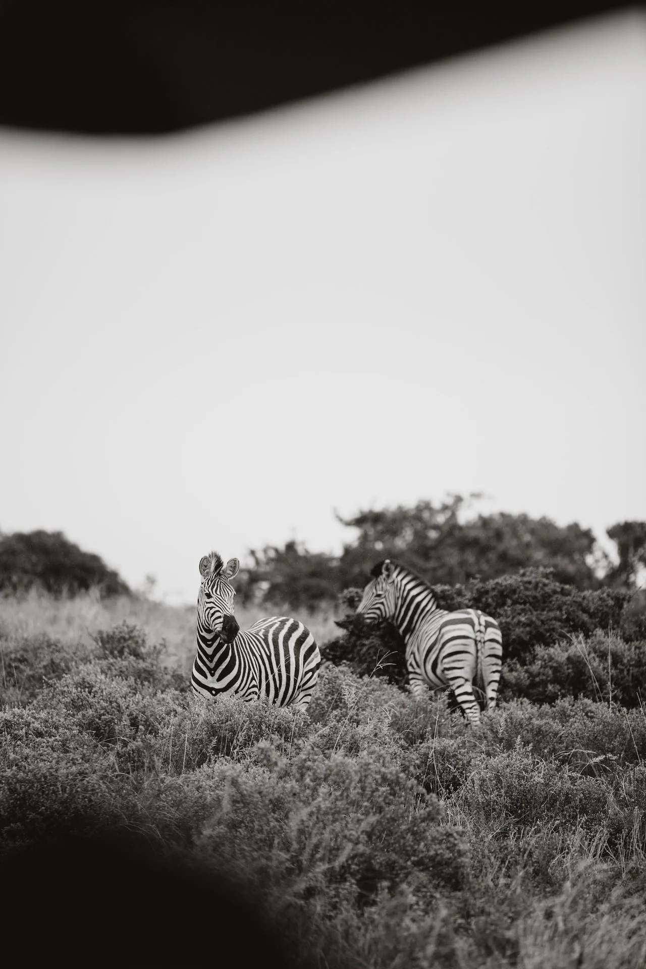 Induli - Bianca Asher Photography-4.jpg