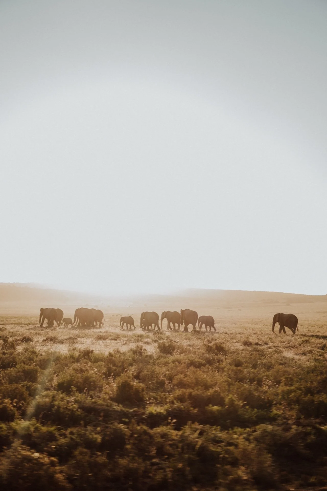 Induli - Bianca Asher Photography - Bianca Asher Photography-4.jpg