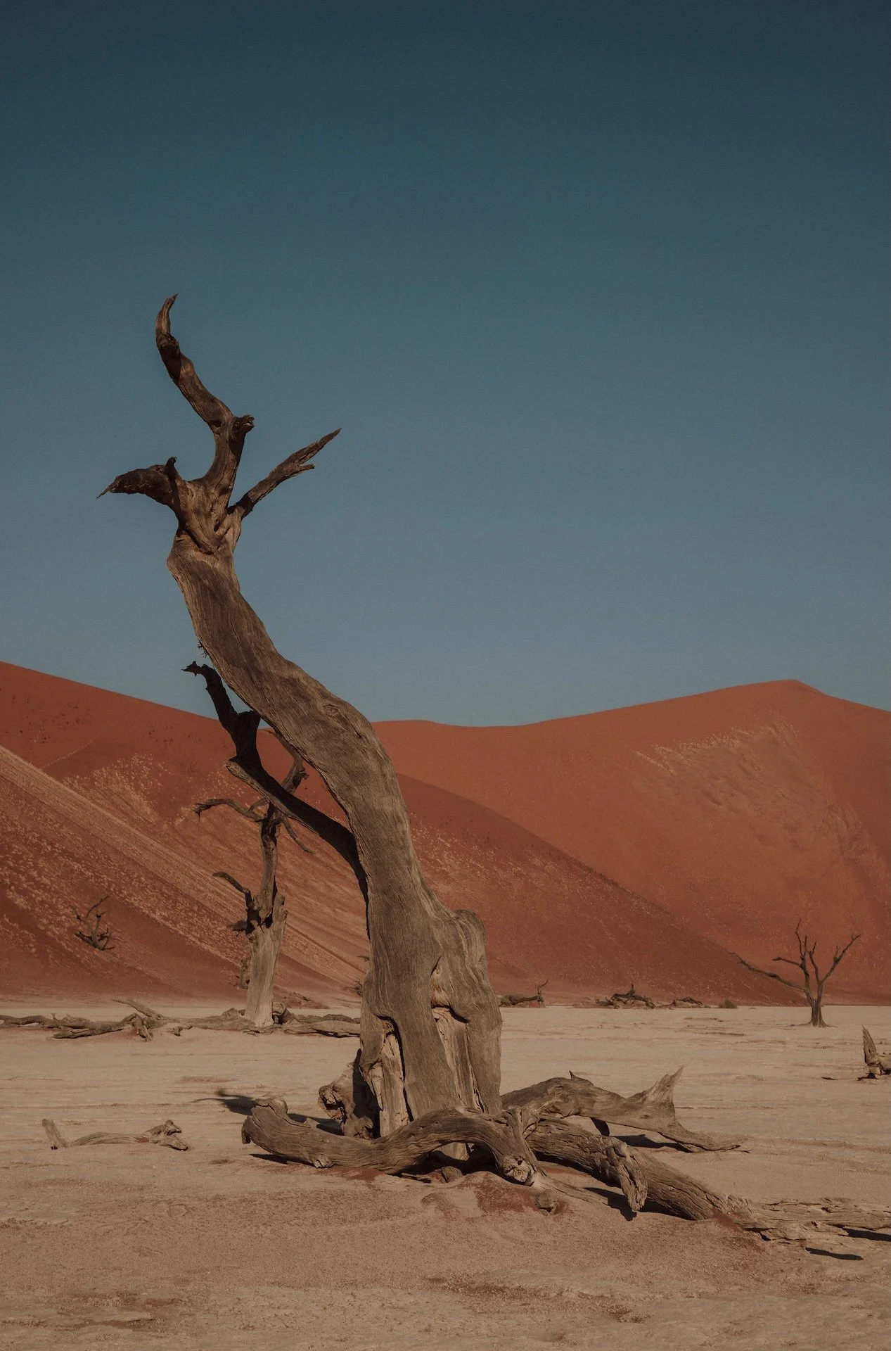 Deadvlei Namibia - Bianca Asher Photography-50.jpg