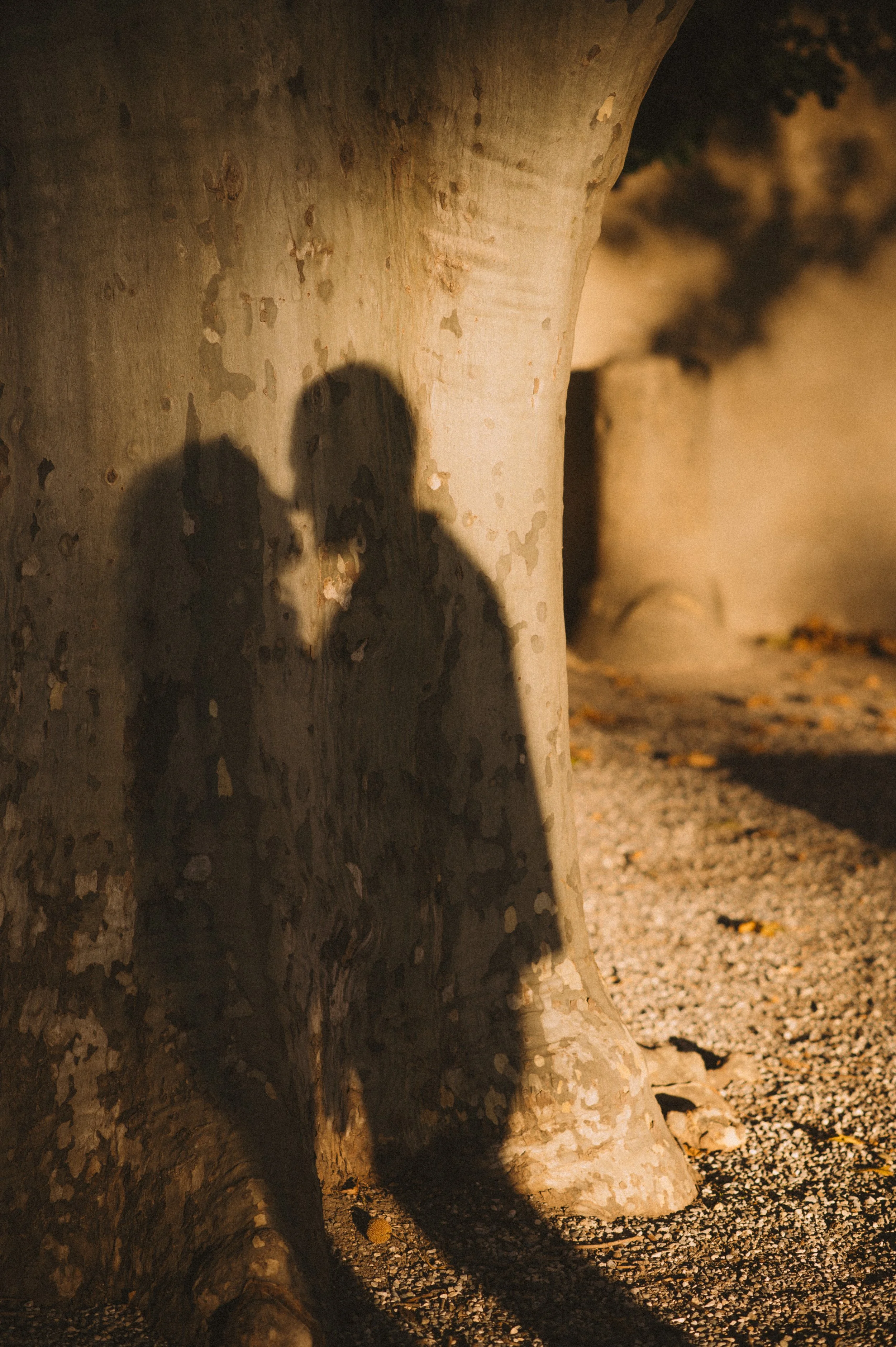 Shadow of a person and a smaller figure cast on a large tree trunk in a nighttime outdoor setting.