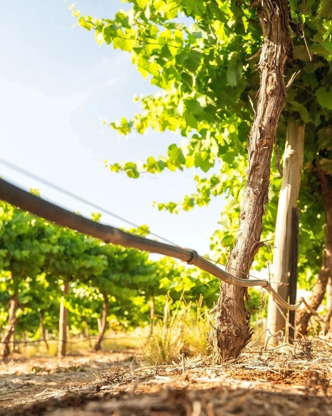 Water policy, Murray darling basin, water strategy, water management, SDLAM, Restoring Murray Waterways