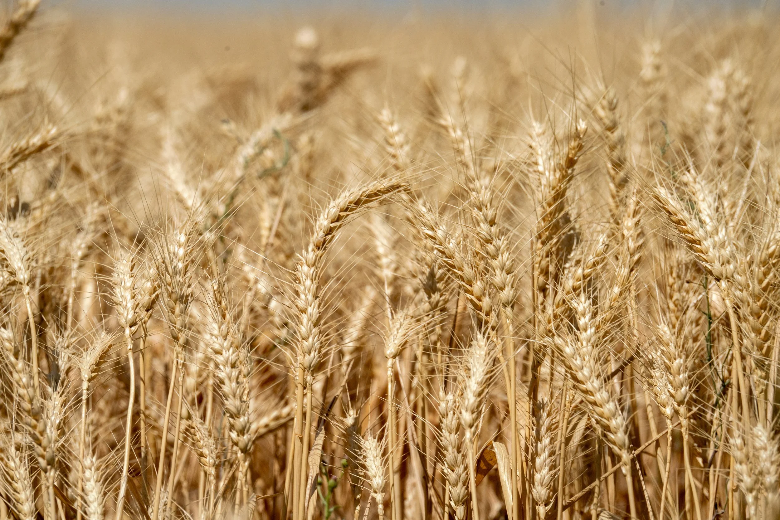 Sustainable Communities Program Strategy