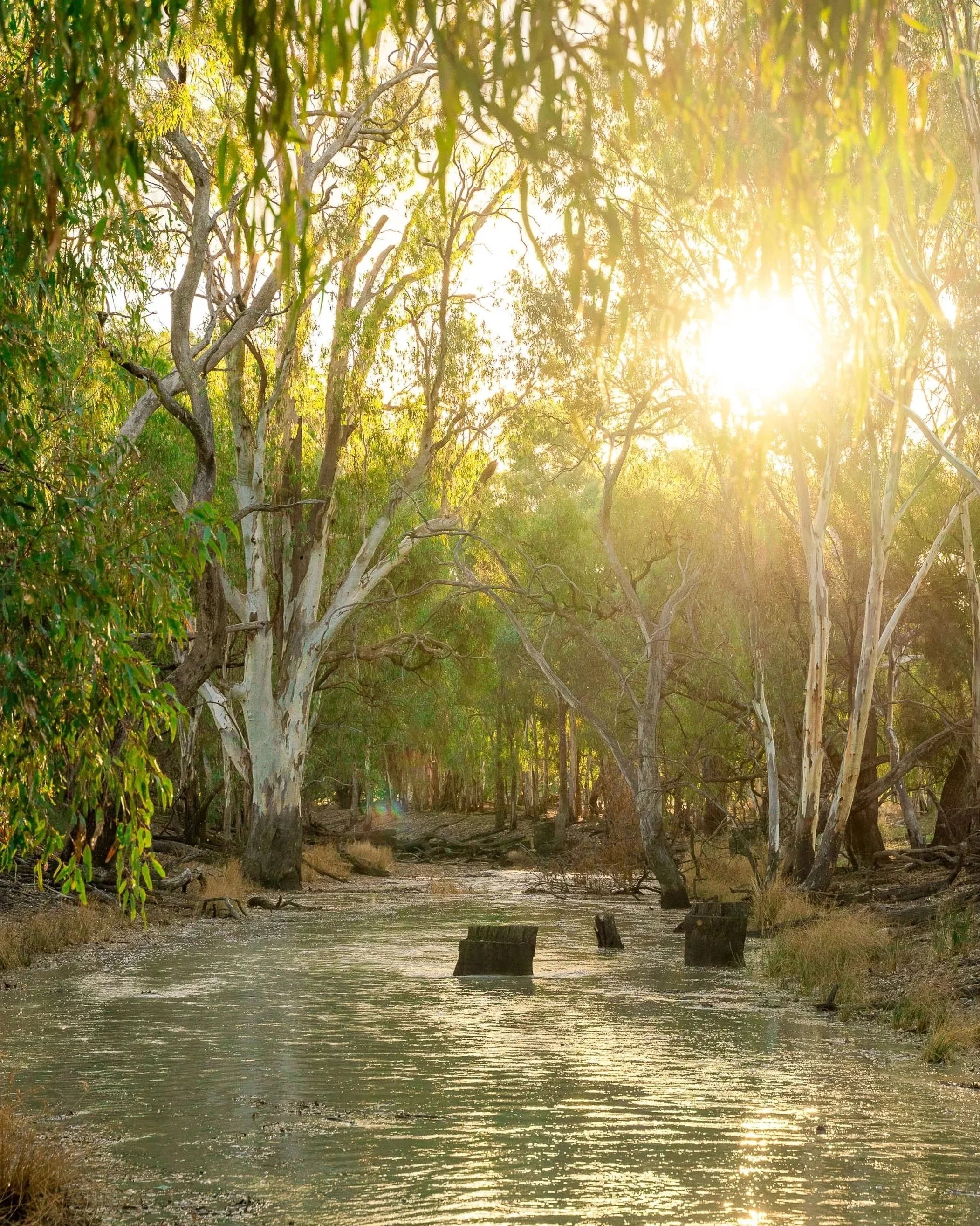 Water policy, Murray darling basin, water strategy, water management