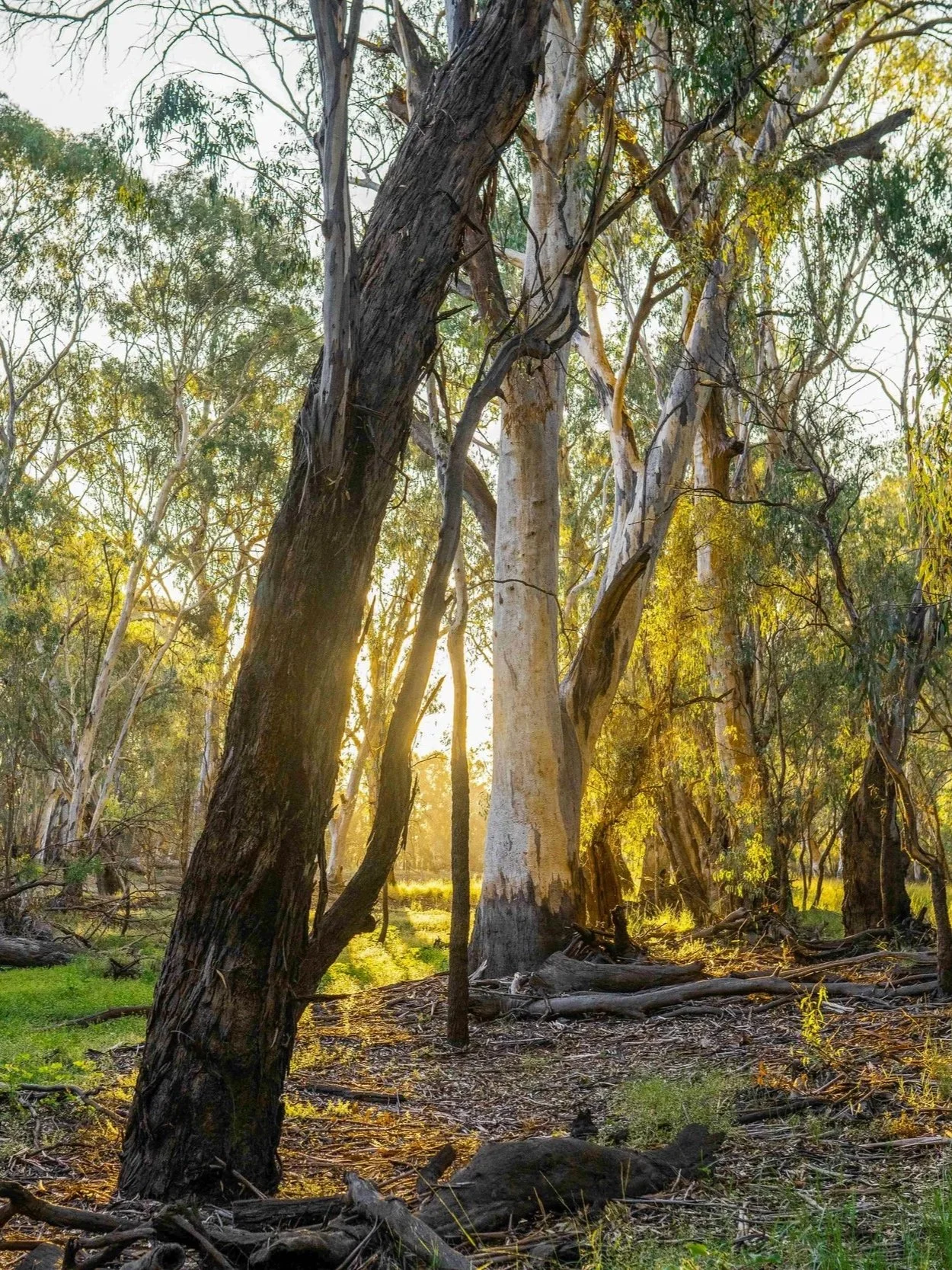 Water policy, Murray darling basin, water strategy, water management, SDLAM, Restoring Murray Waterways