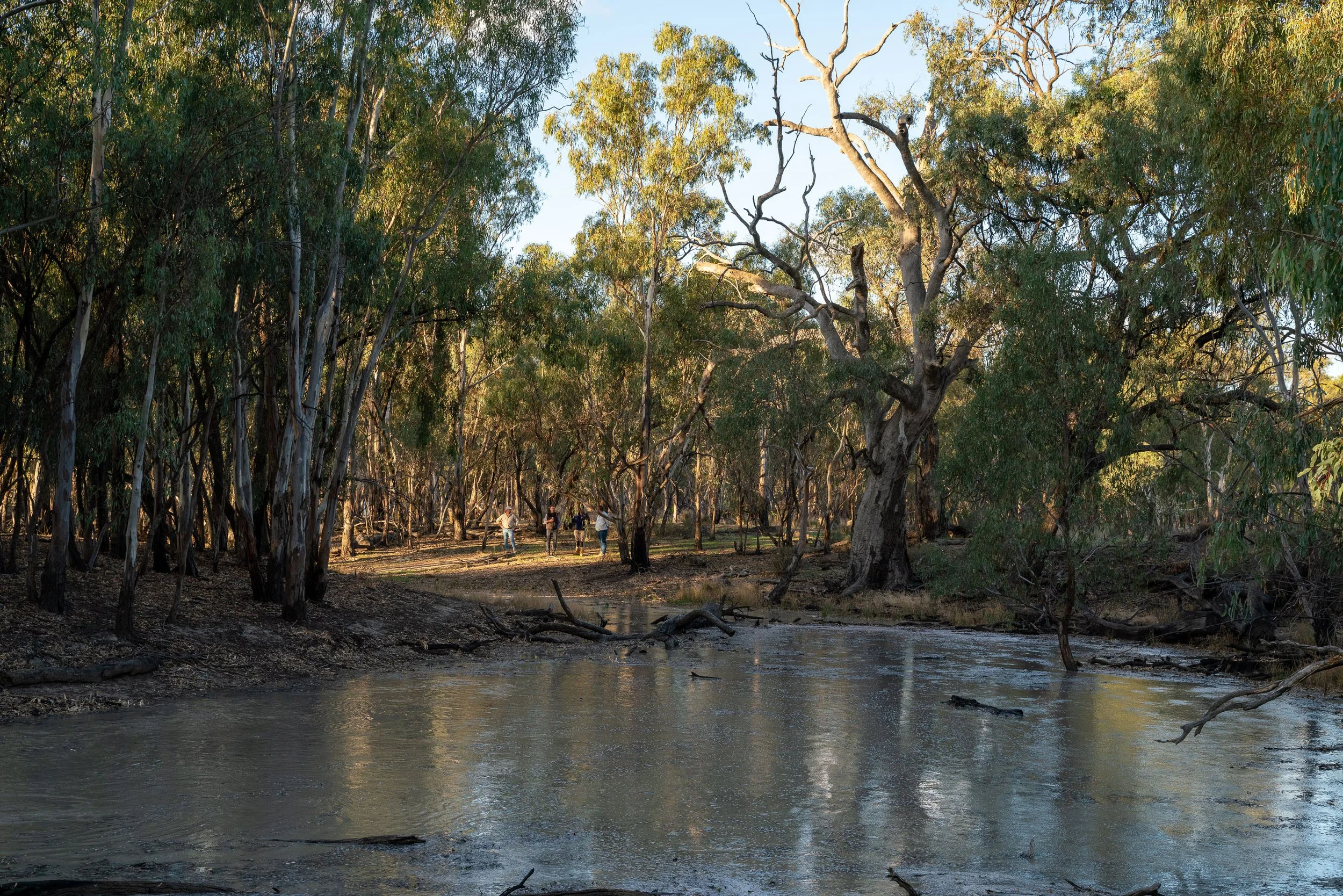 Water policy, Murray darling basin, water strategy, water management