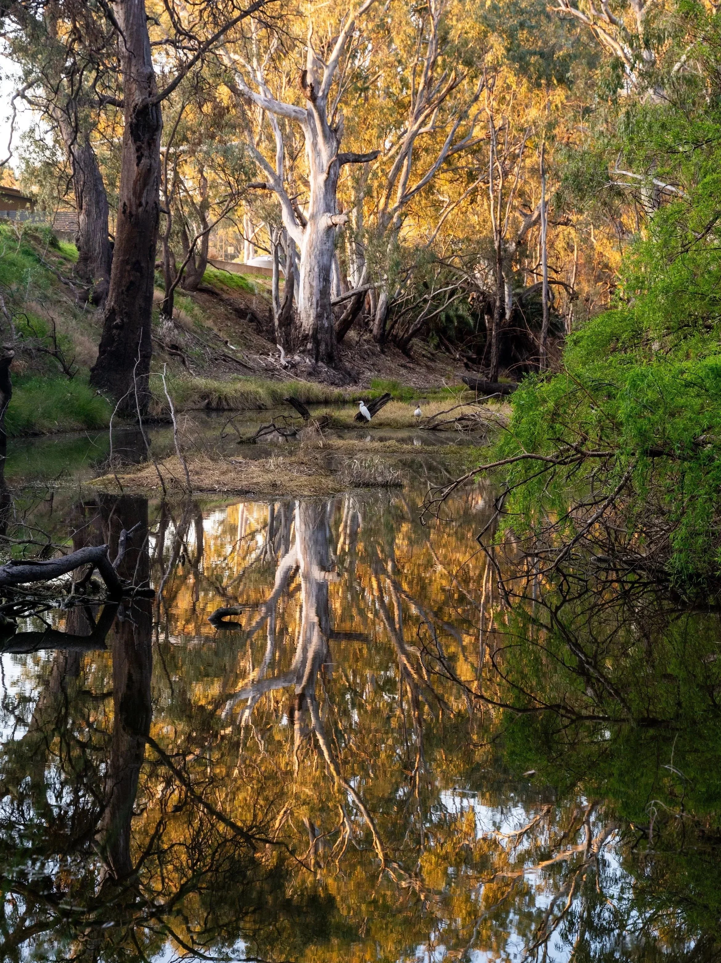 Murray Darling Basin, Restoring Murray Waterways, Water Strategy, Water Management