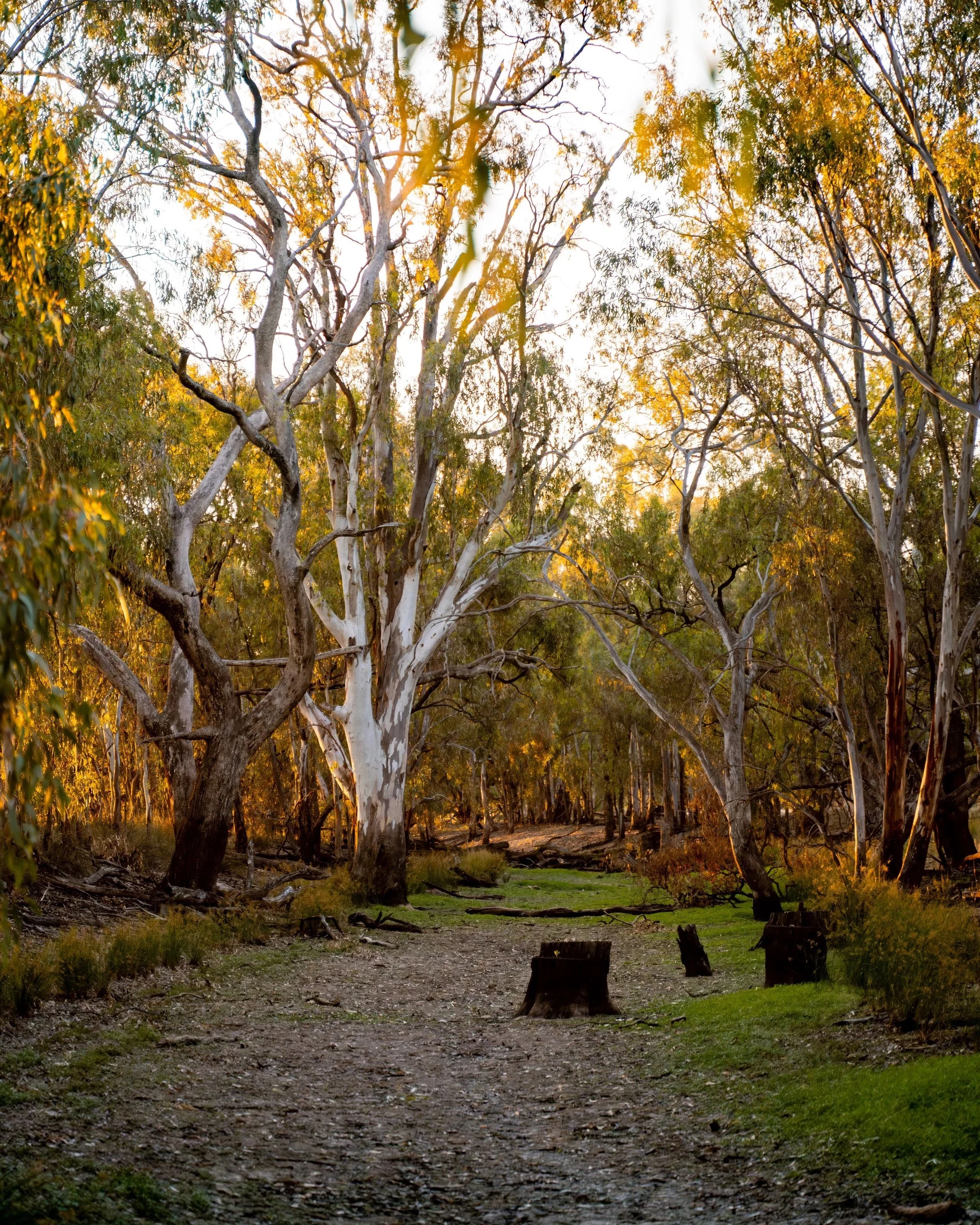 Water policy, Murray darling basin, water strategy, water management