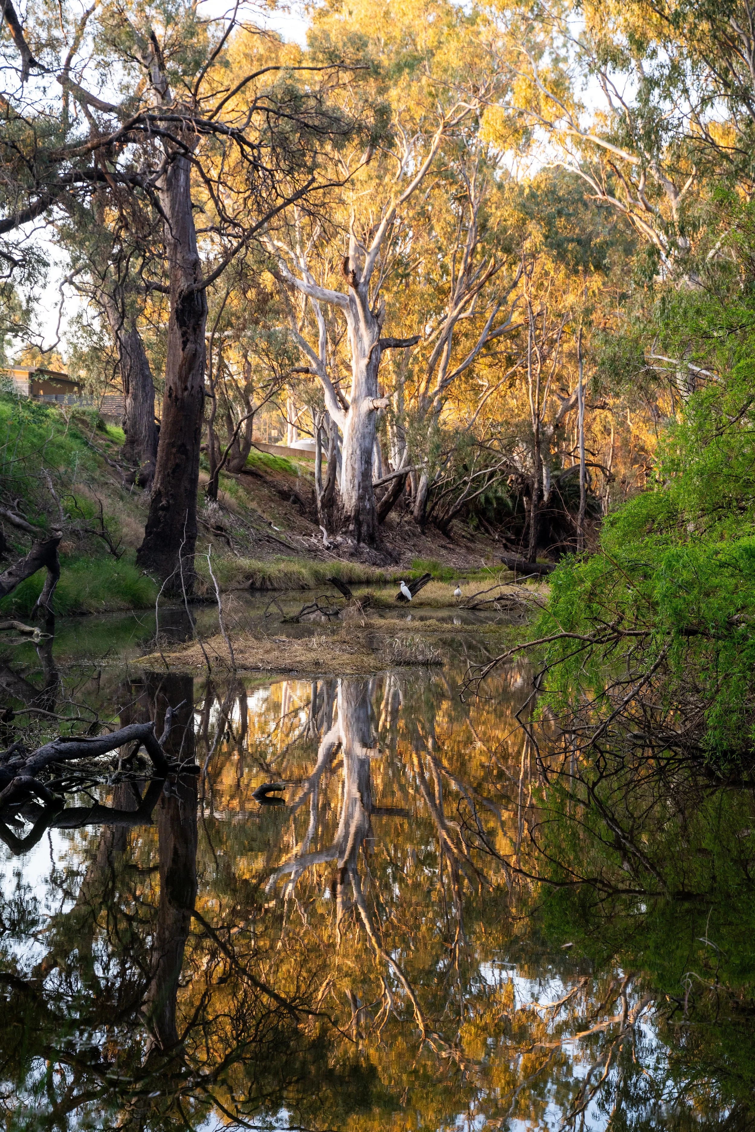 Water policy, Murray darling basin, water strategy, water management