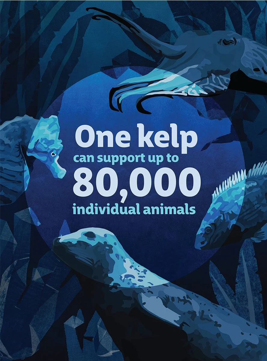 Illustration of various animals, including a seal, fish, and a narwhal, surrounding text that states one kelp can support up to 80,000 individual animals.