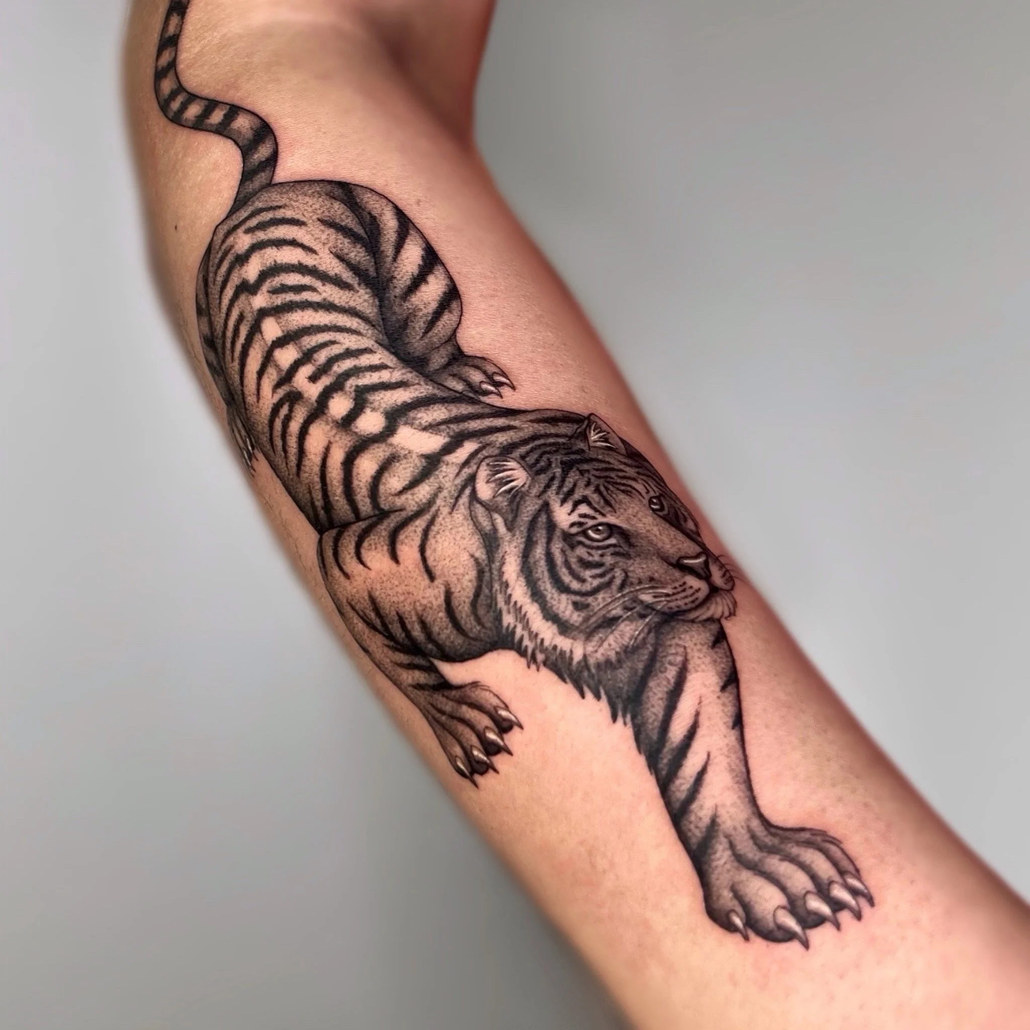 Tatouage d'un tigre noir et gris sur le bras.