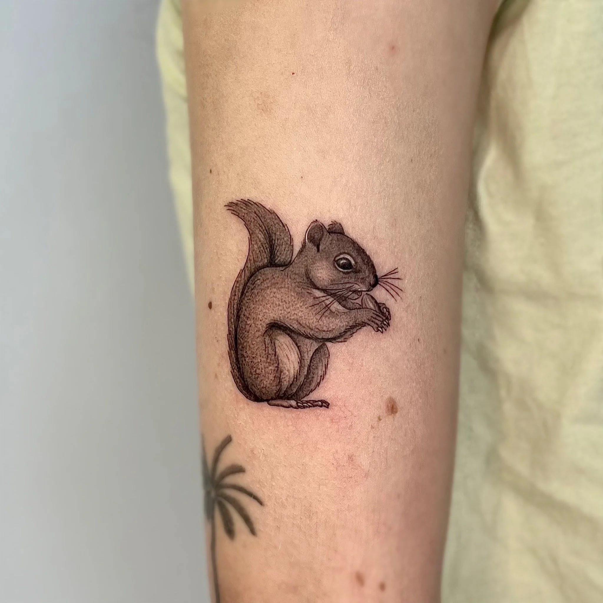 Tatouage d'une écureuil sur le bras d'une personne.