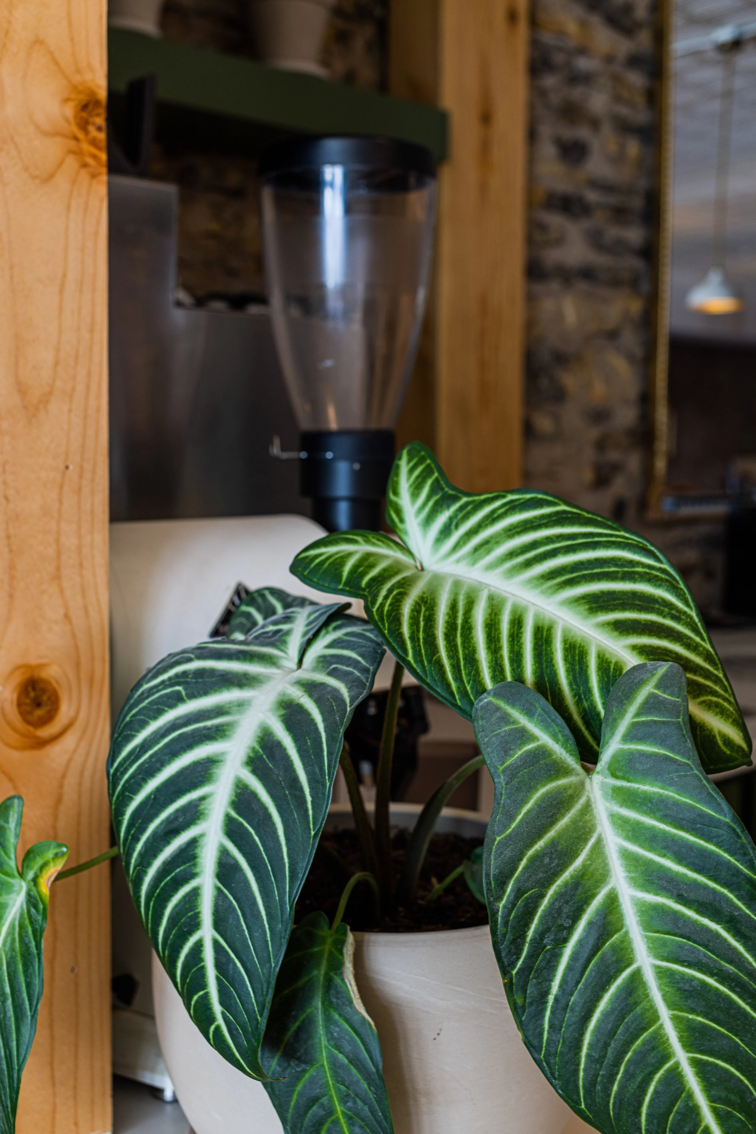 Indoor plant with large dark green leaves and prominent white veins in a white pot, with a blurry background including a wooden shelf, stone wall, and a glass blender on the shelf.