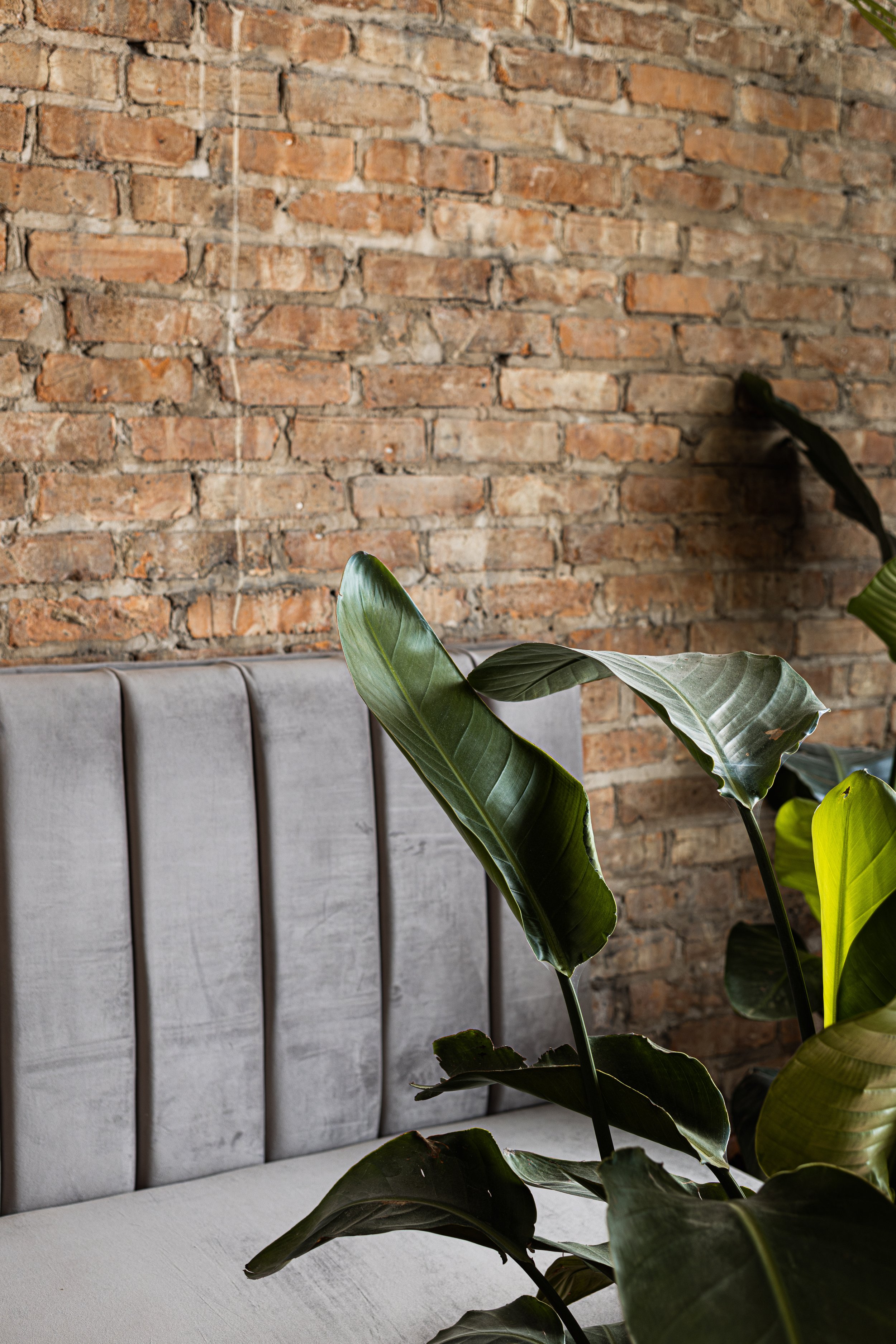 A gray upholstered banquette with vertical stitching set against an exposed brick wall, with large green leafy houseplants in the foreground.