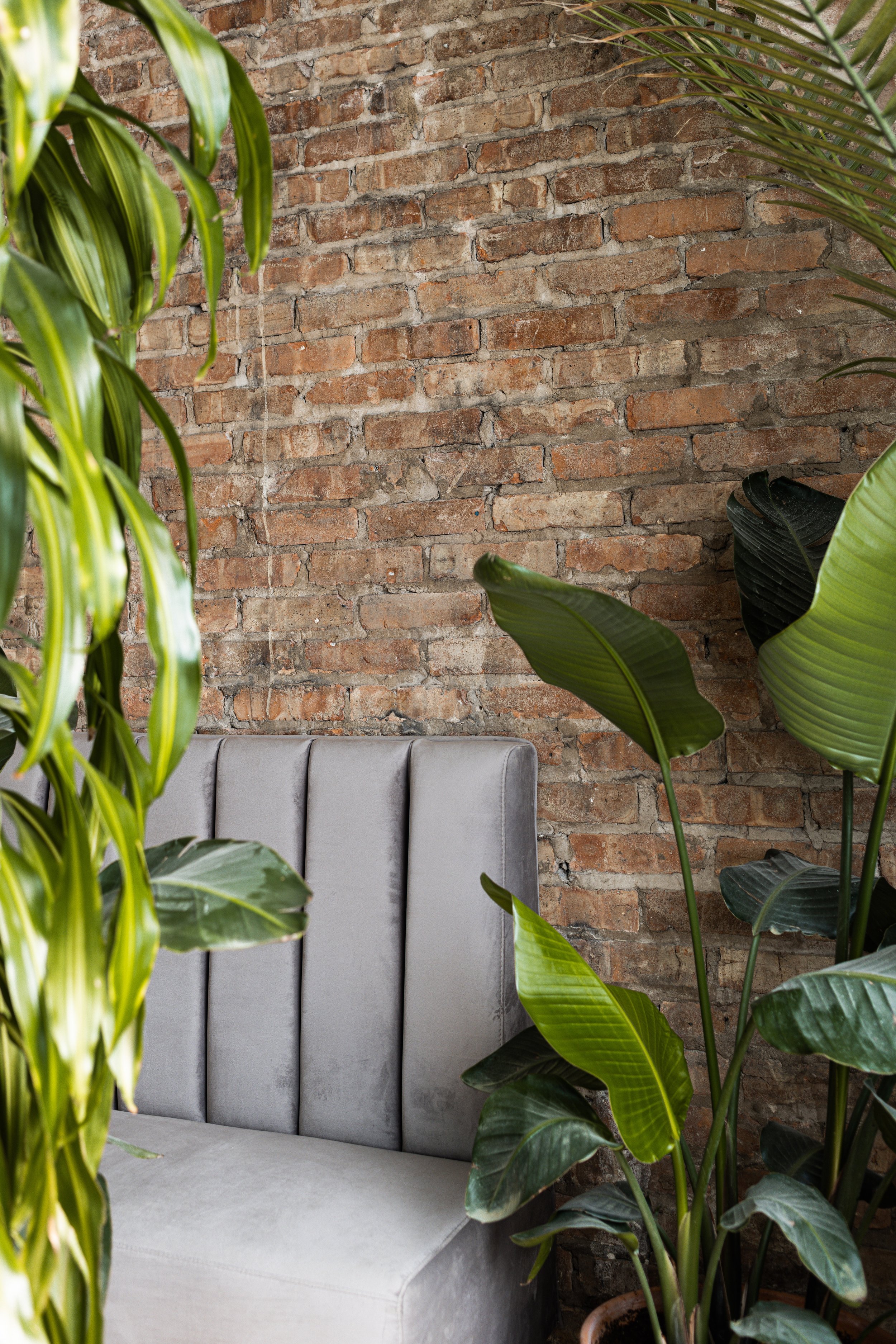 Part of an indoor space showing a textured brick wall, gray upholstered bench, and lush green plants with large leaves.