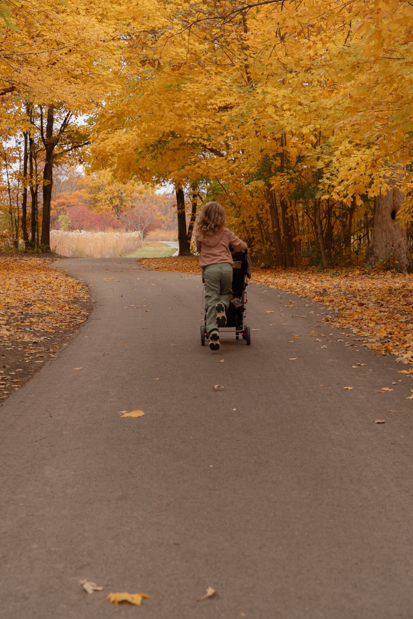 A young child with long curly hair walking along a winding asphalt path lined with yellow, orange, and brown autumn trees. The child is pushing a stroller in a scenic park during fall.
