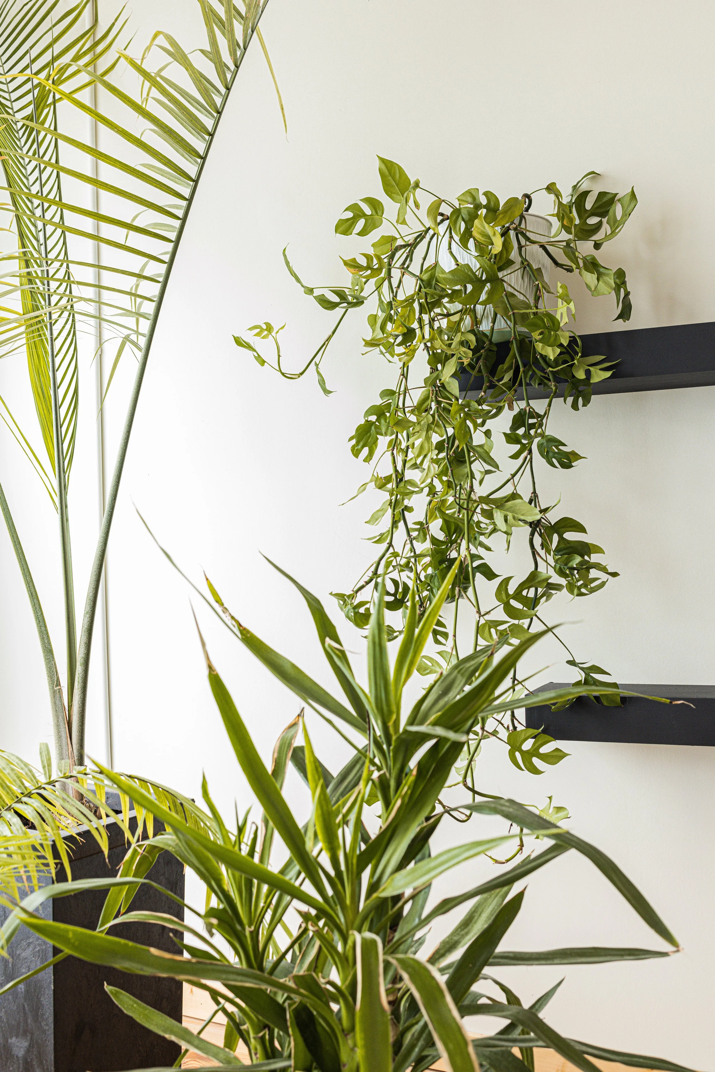 Indoor plants including a tall palm and a trailing plant with green leaves on black shelves against a light-colored wall.