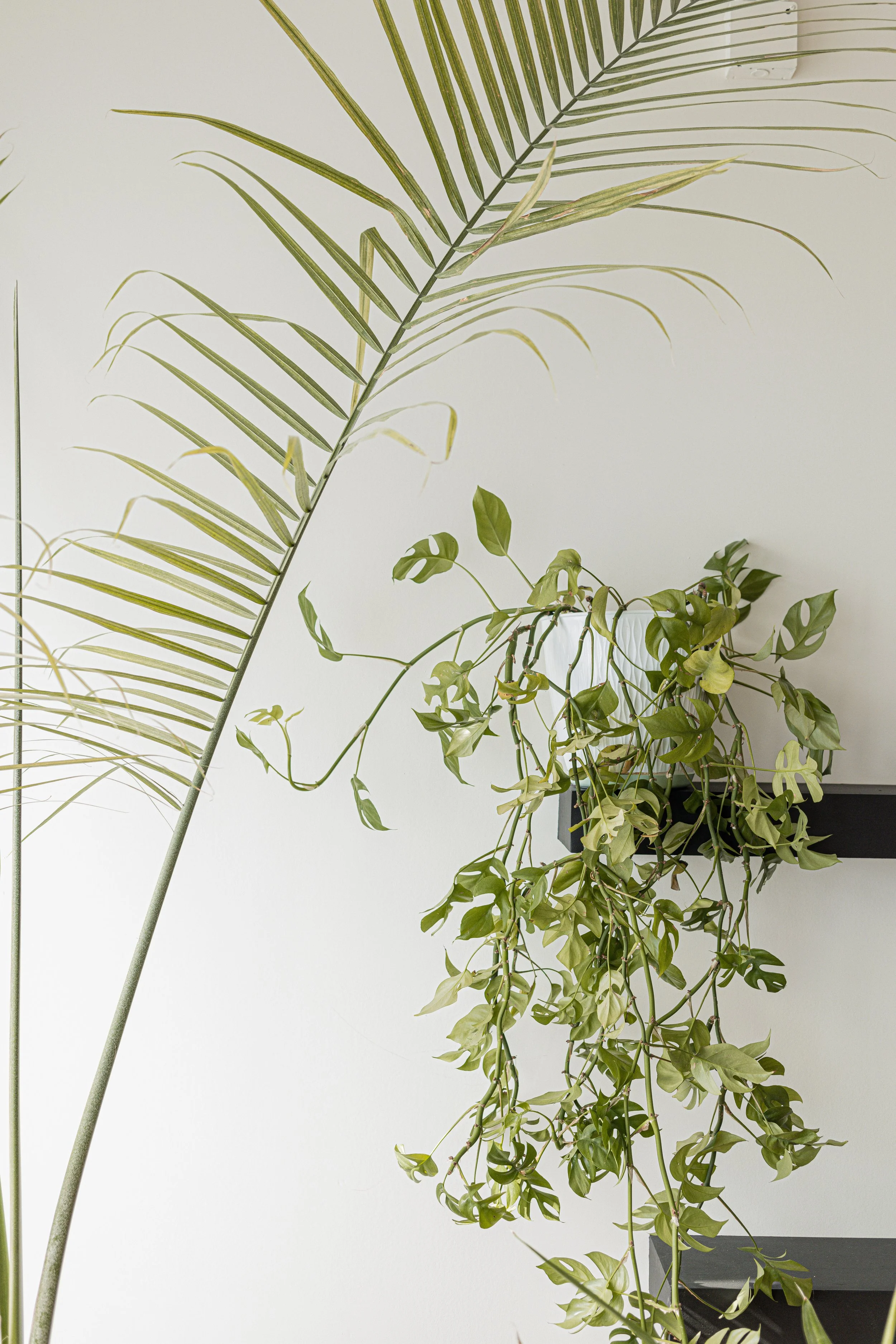 Indoor scene with a large palm frond and hanging green pothos plant against a white wall.