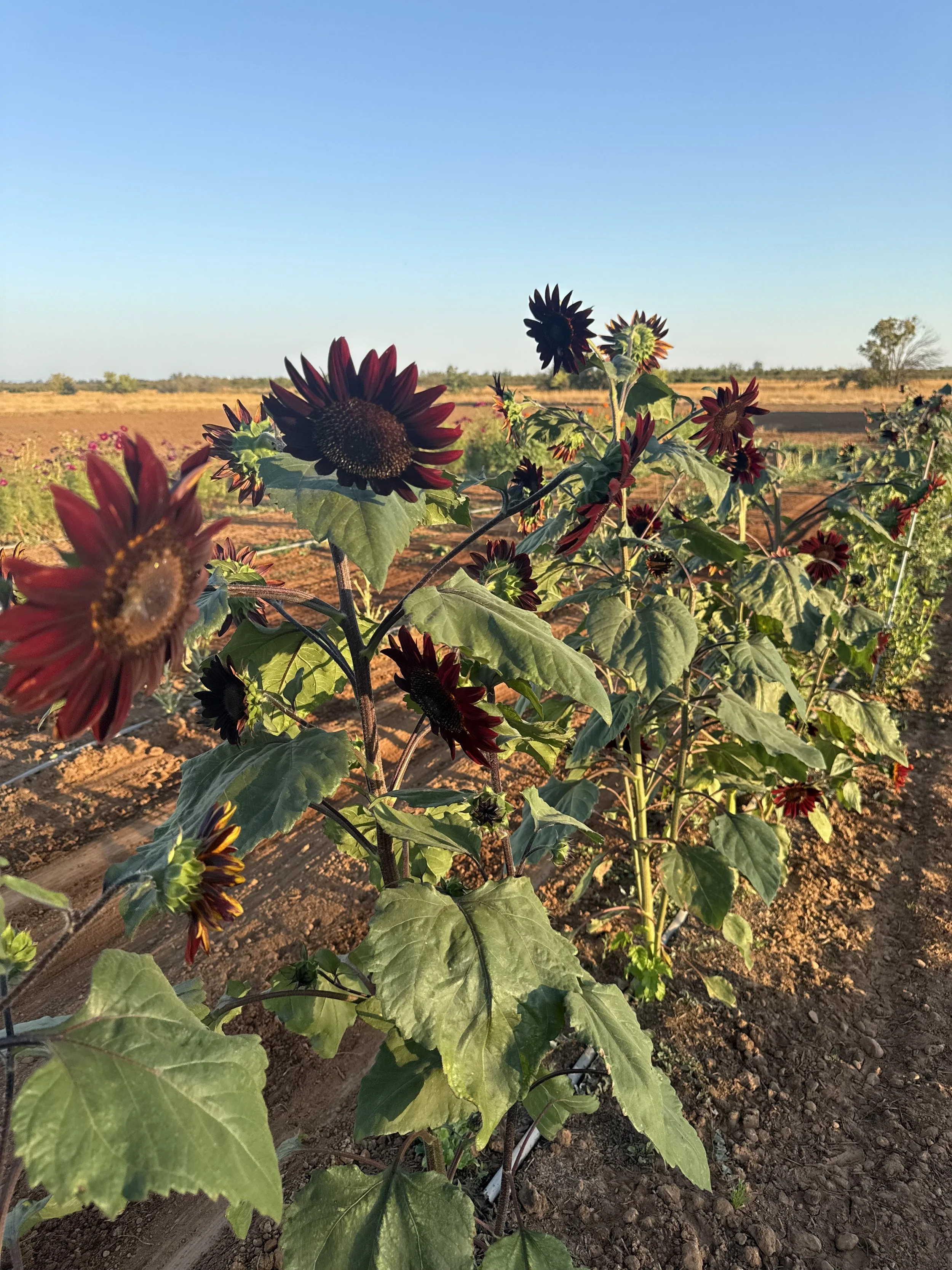 Bishop Co Sunflowers