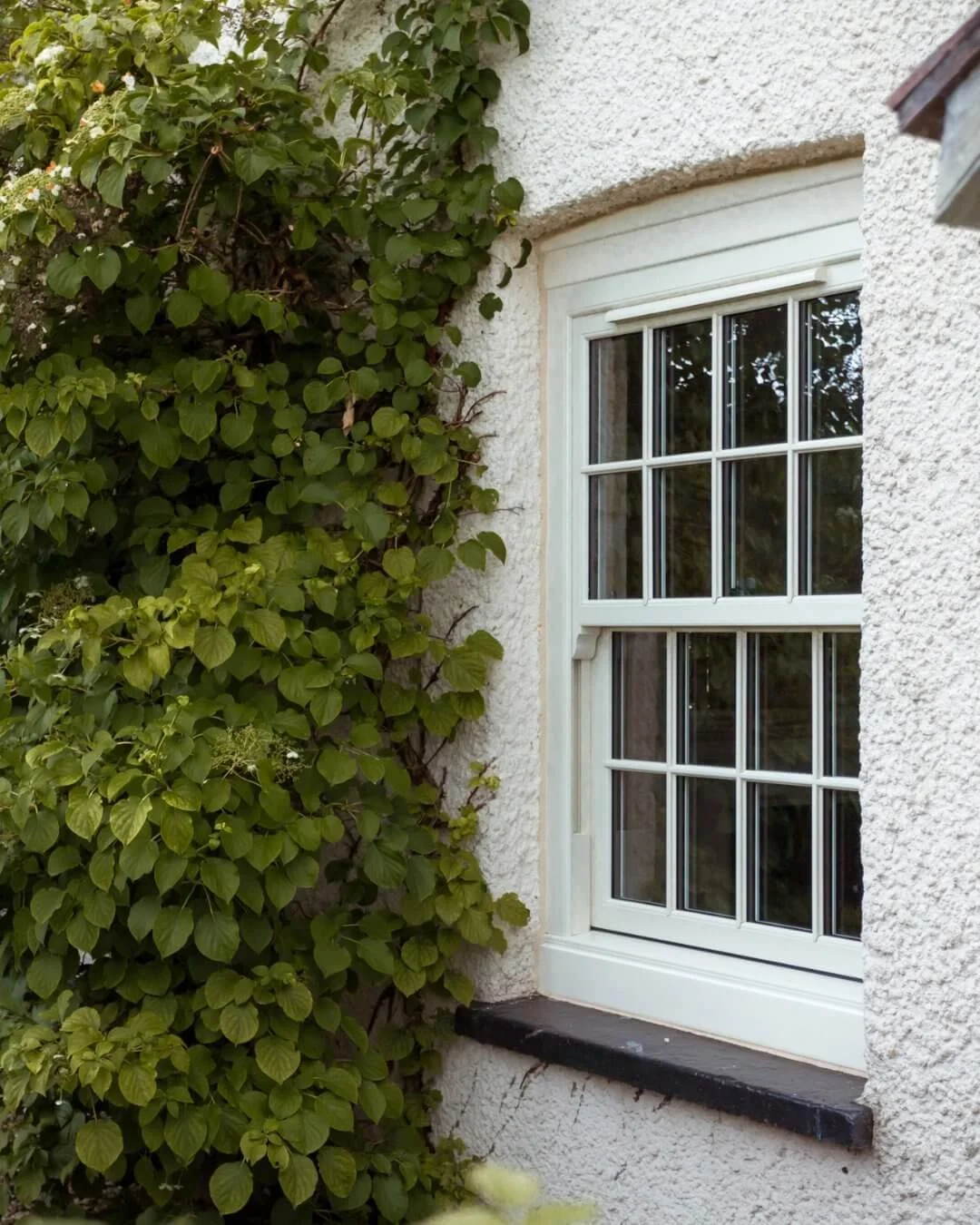 A white-framed window with multiple panes on a white stucco wall, partially covered by green leafy climbing plants.