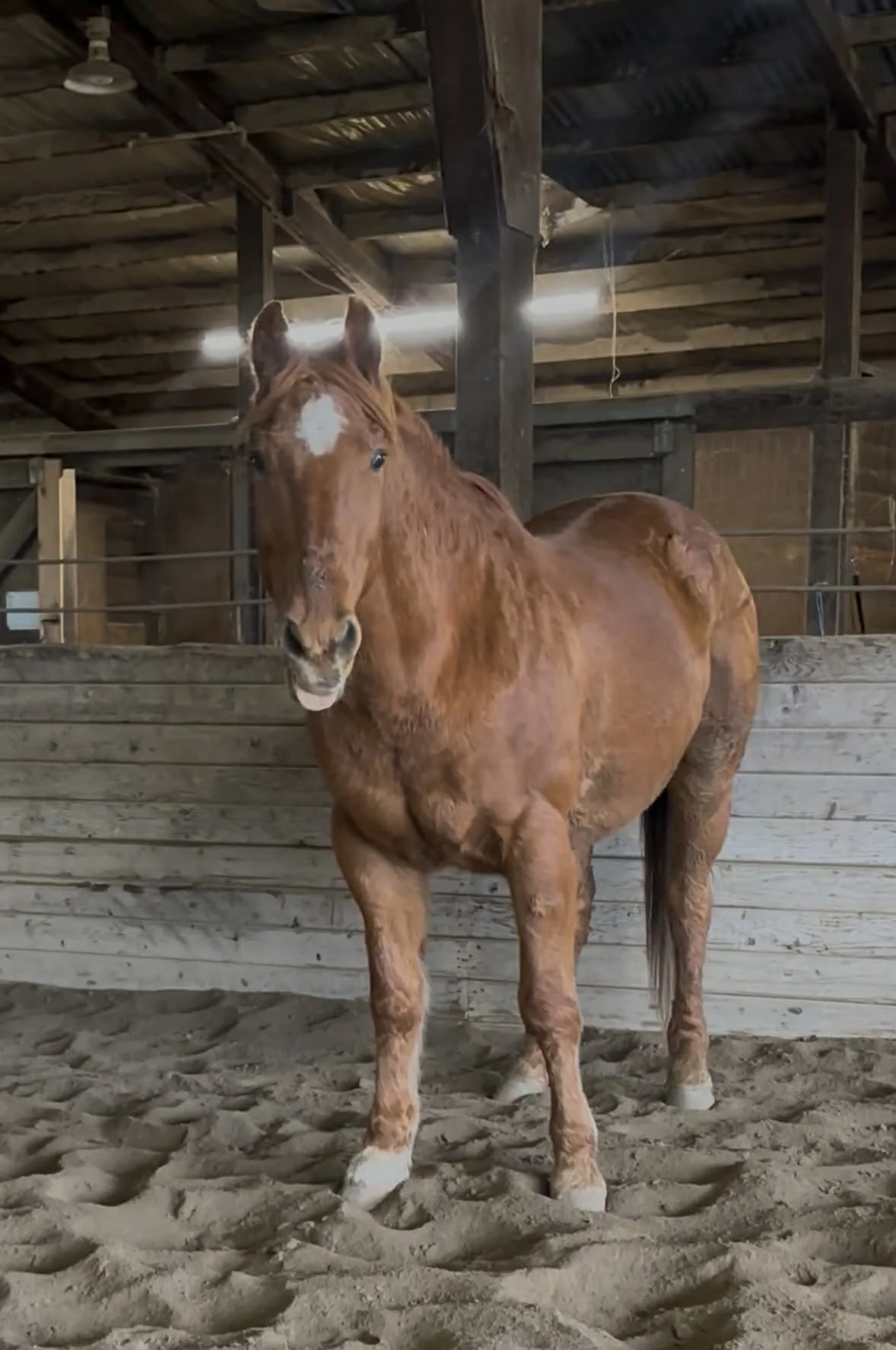 Equine Wellness Starts with Daily Habits