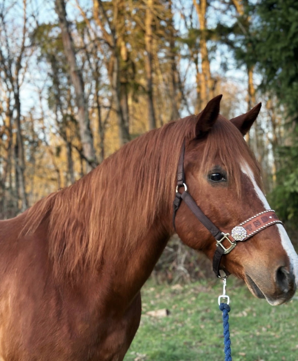 A brown horse with a white blaze on its face, wearing a decorated halter, standing outdoors in front of a background of trees with autumn foliage.