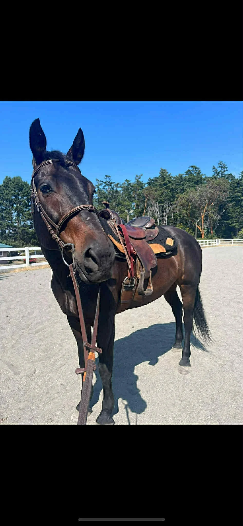 A brown horse with a saddle and bridle standing on a riding arena under a clear blue sky, with trees and a white fence in the background.