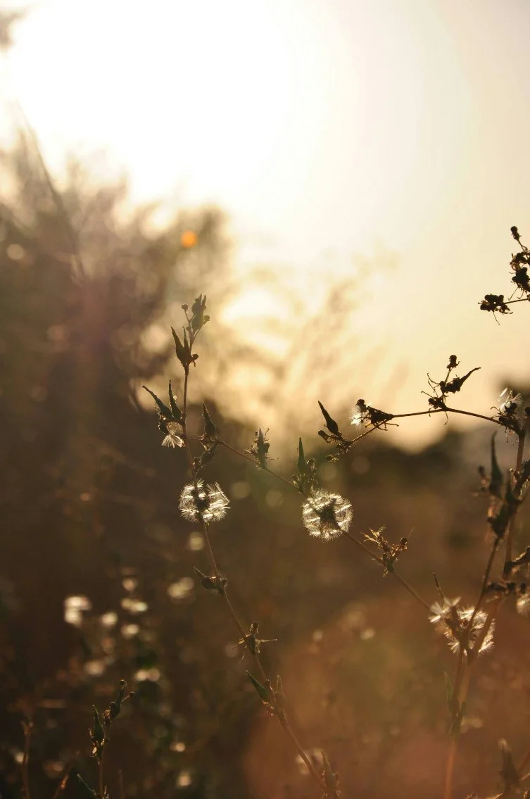 abbotsford-therapist-individual-counselling-session