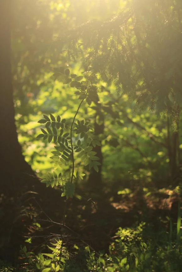 forest-mirroring-science-of-AEDP-therapy