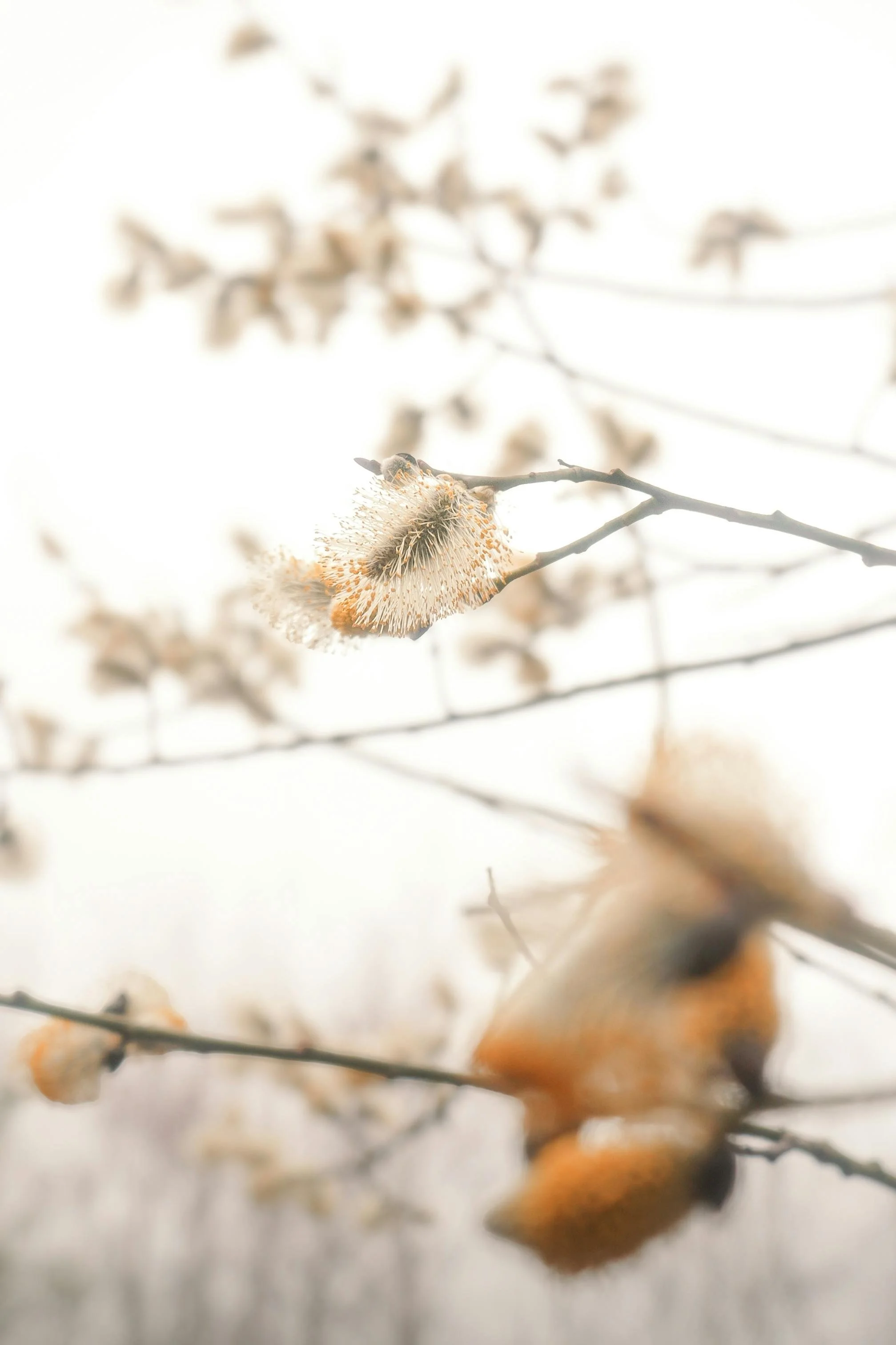 beauty-of-nature-mirroring-science-of-EMDR-therapy