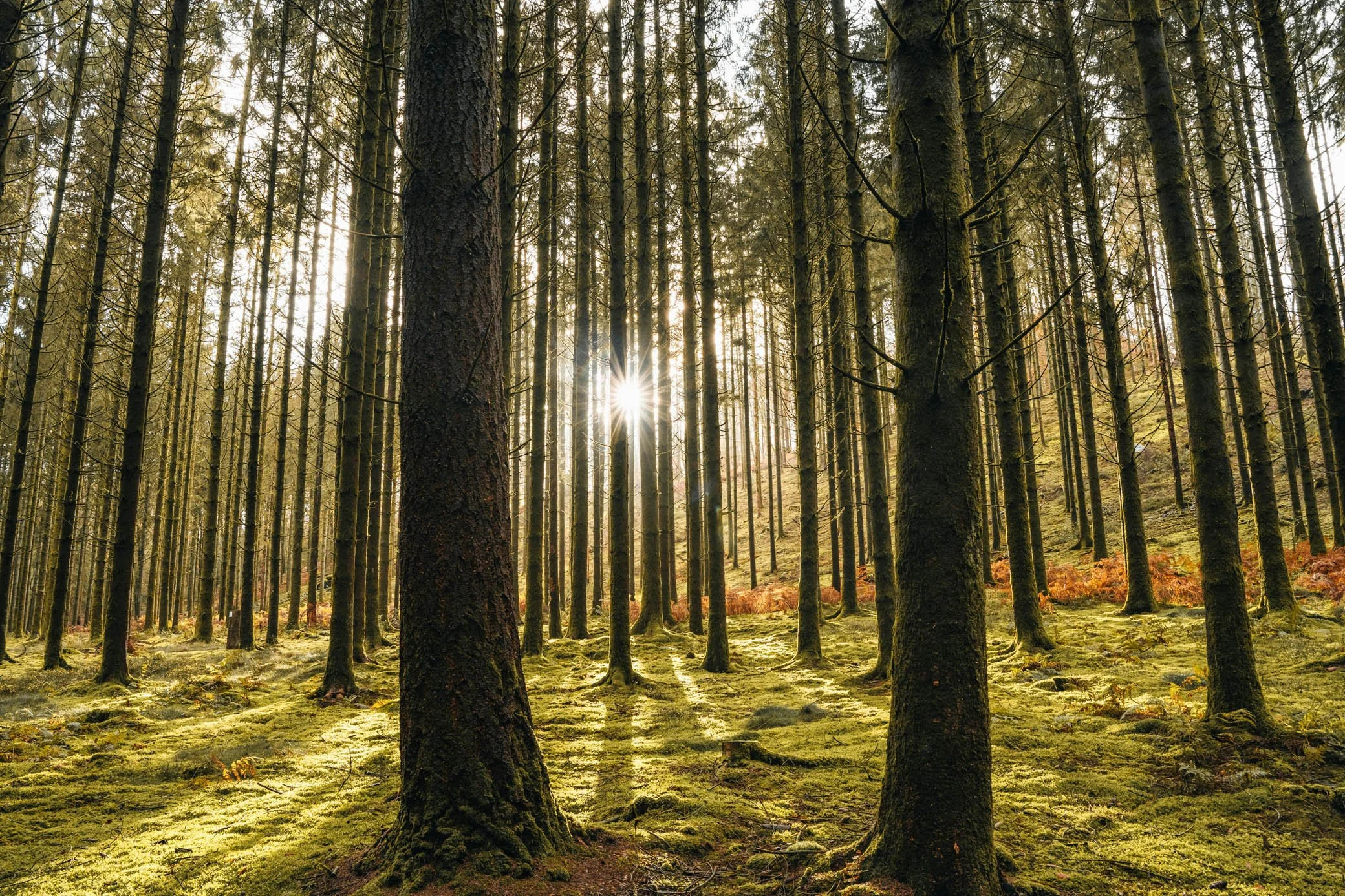 hopeful forest with sun shining through the trees representing the feeling of hope and renewal that comes with therapy