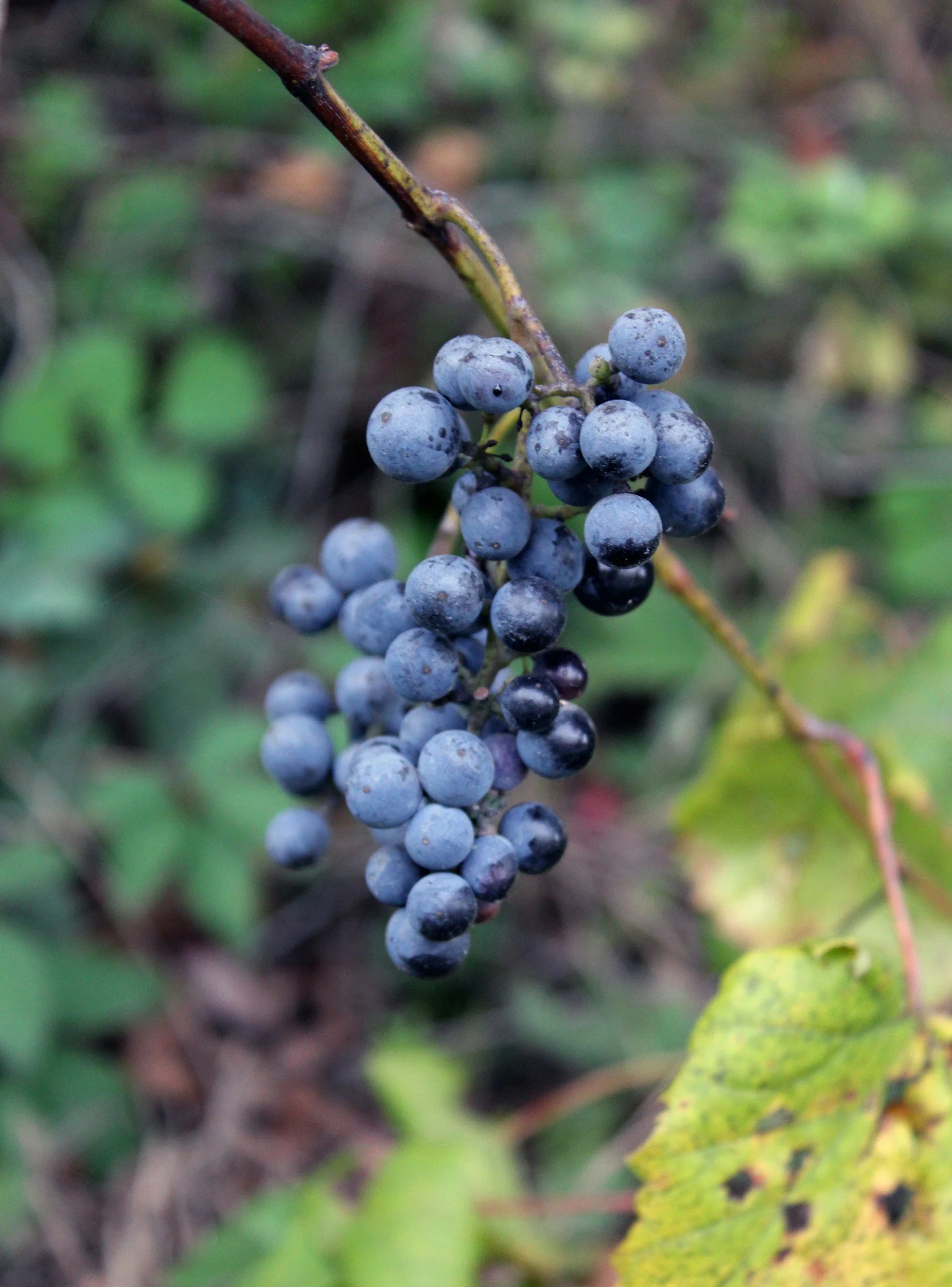 New Wineskins
