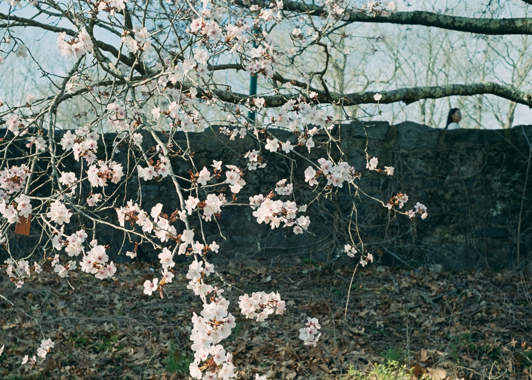 KevinGask_Flower_18.jpg