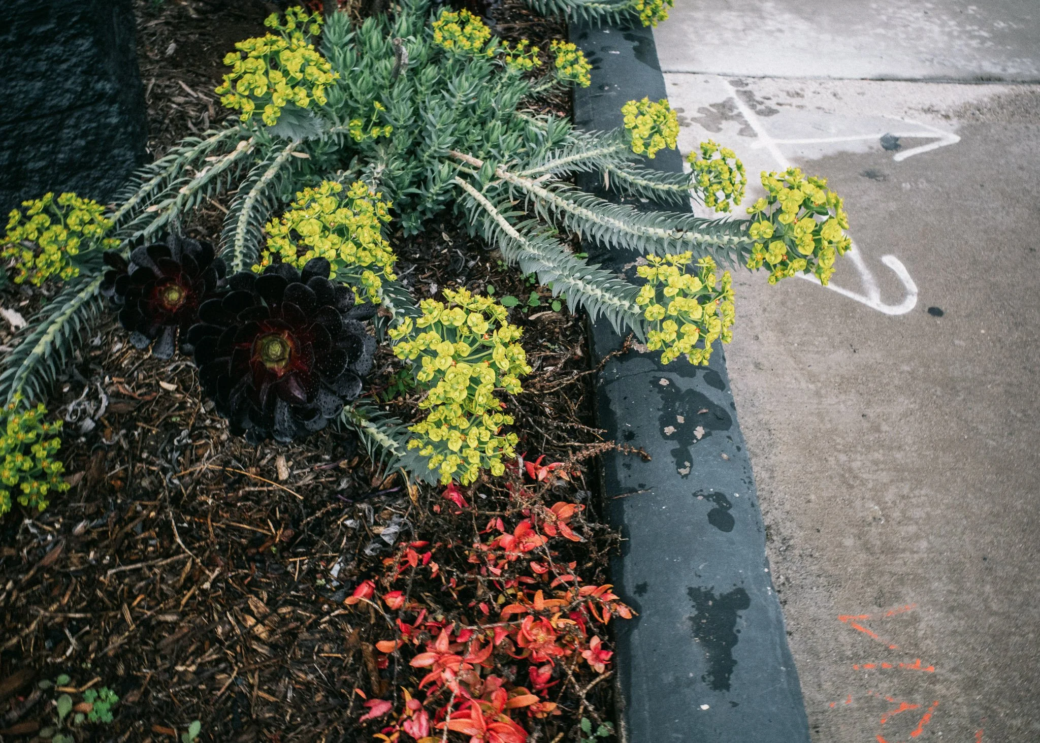 KevinGask_Flower_16.jpg