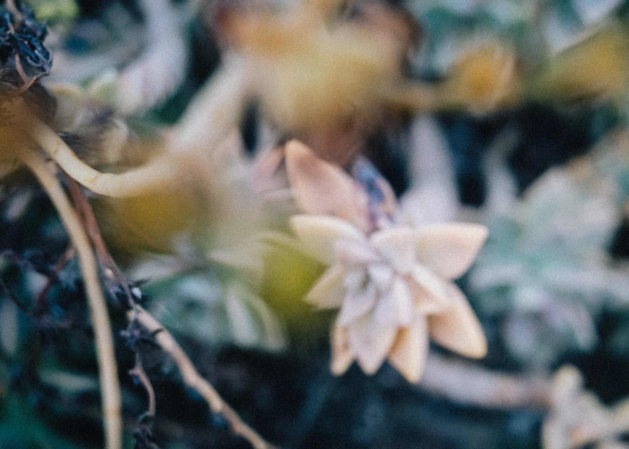KevinGask_Flower_09.jpg