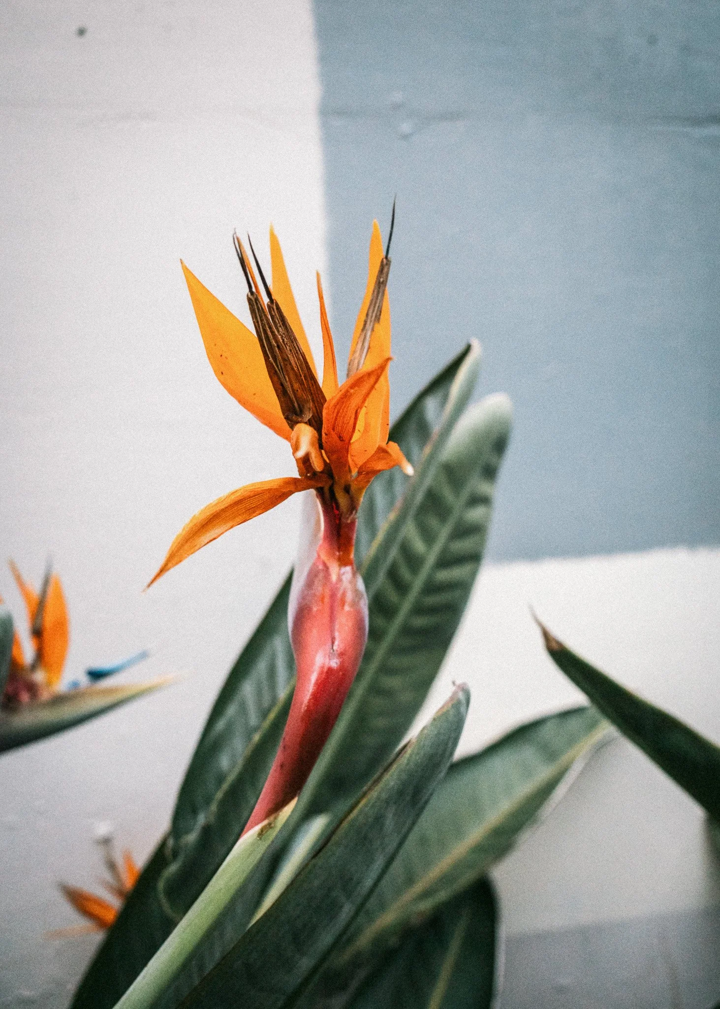KevinGask_Flower_04.jpg