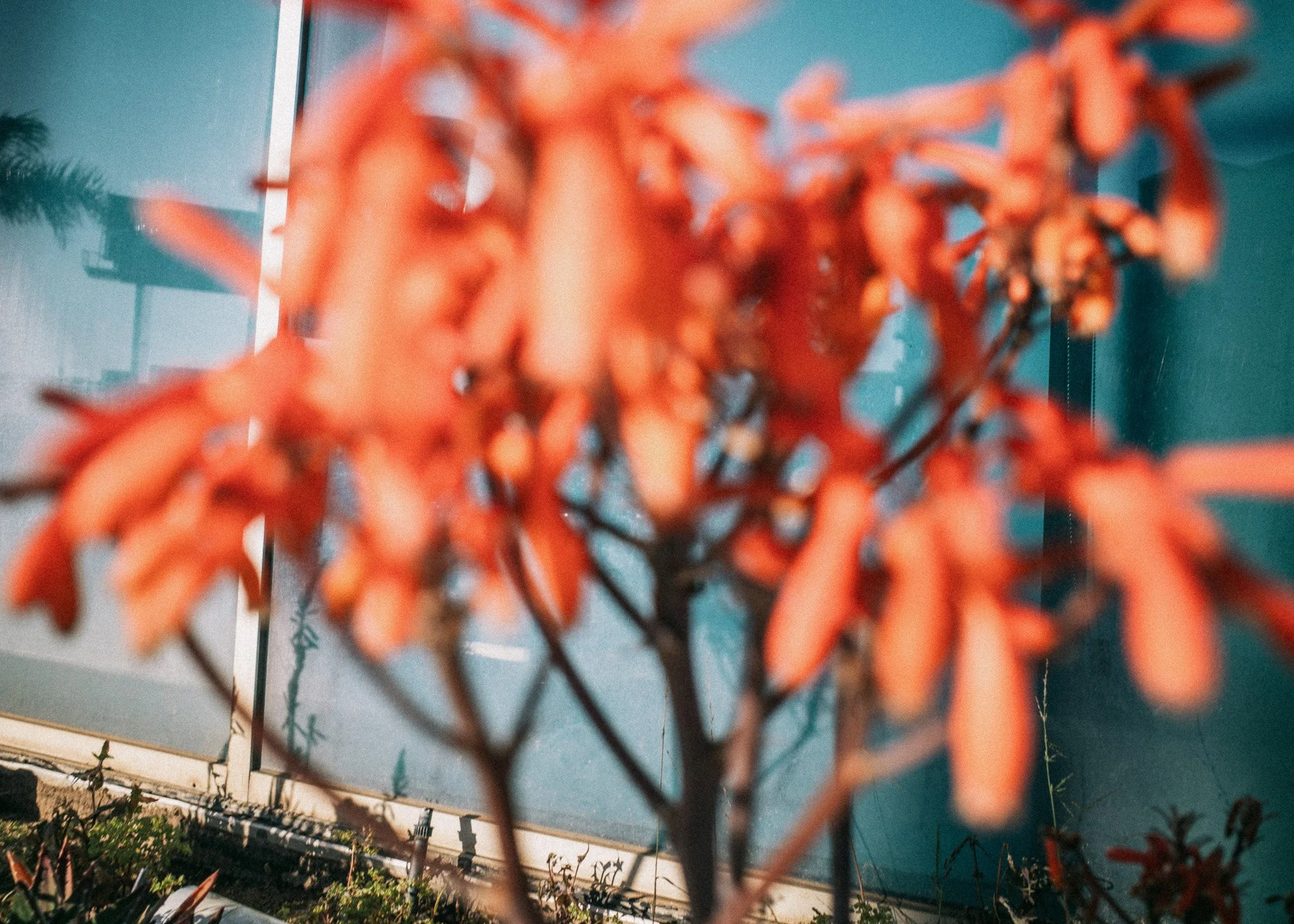 KevinGask_Flower_14.jpg