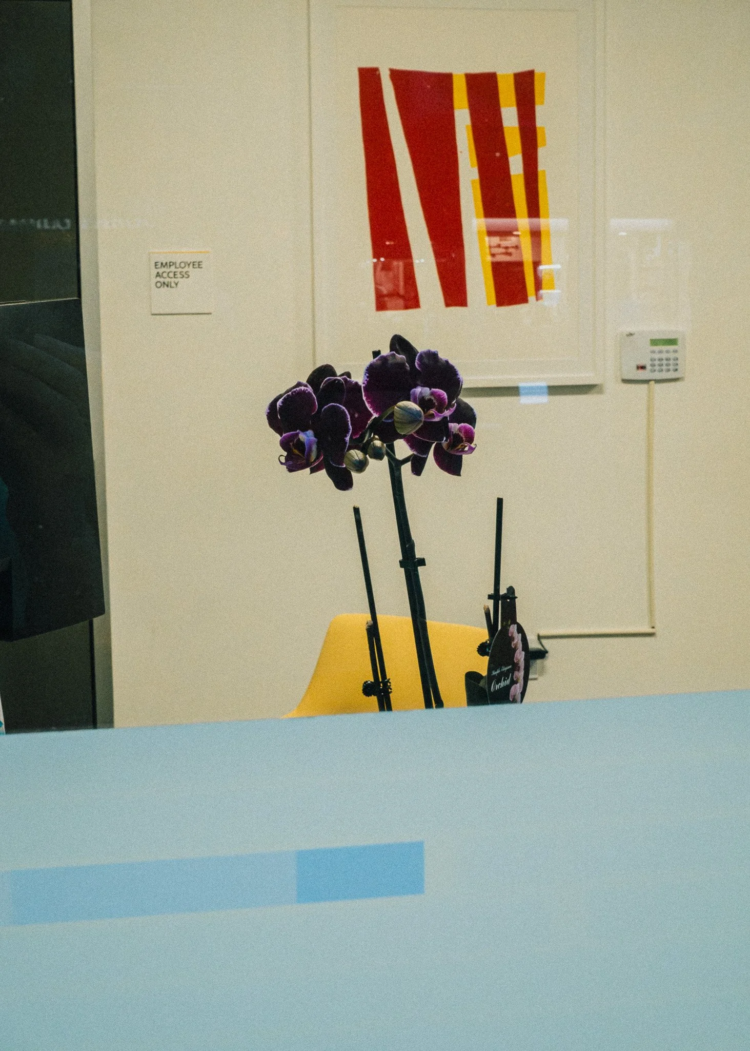 KevinGask_Flower_07.jpg
