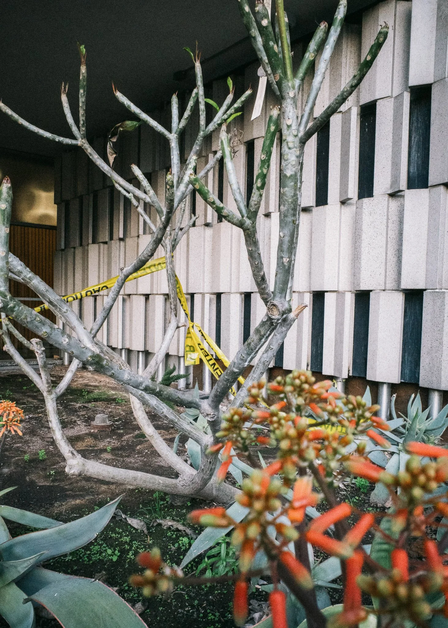 KevinGask_Flower_12.jpg