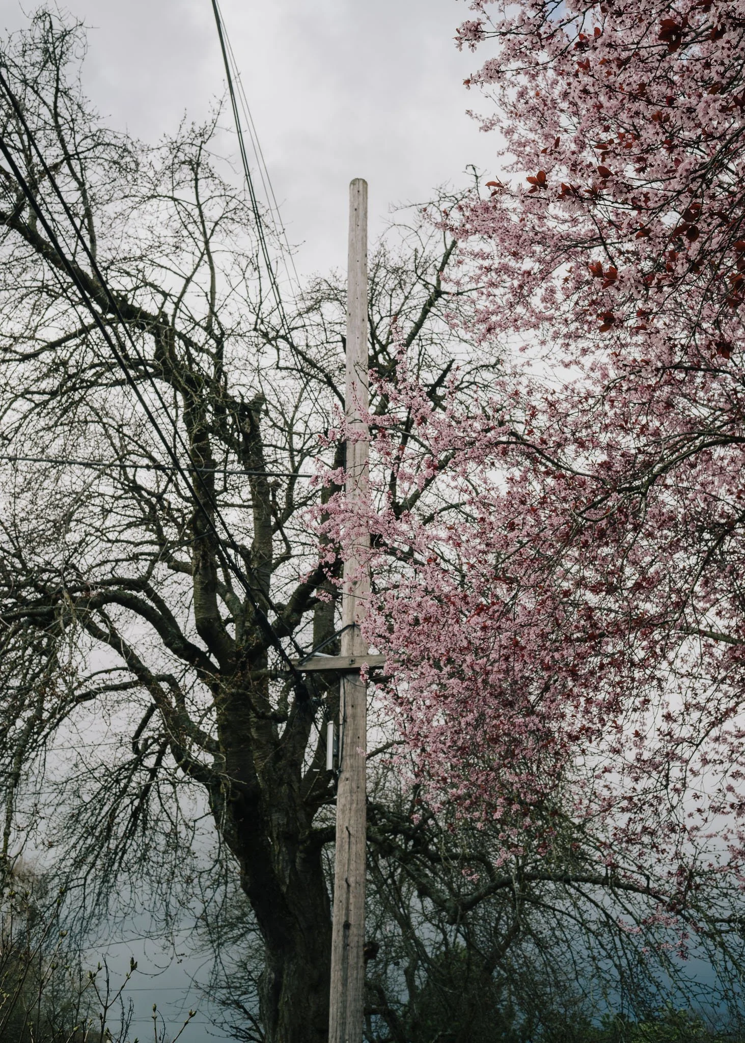 KevinGask_Flower_21.jpg
