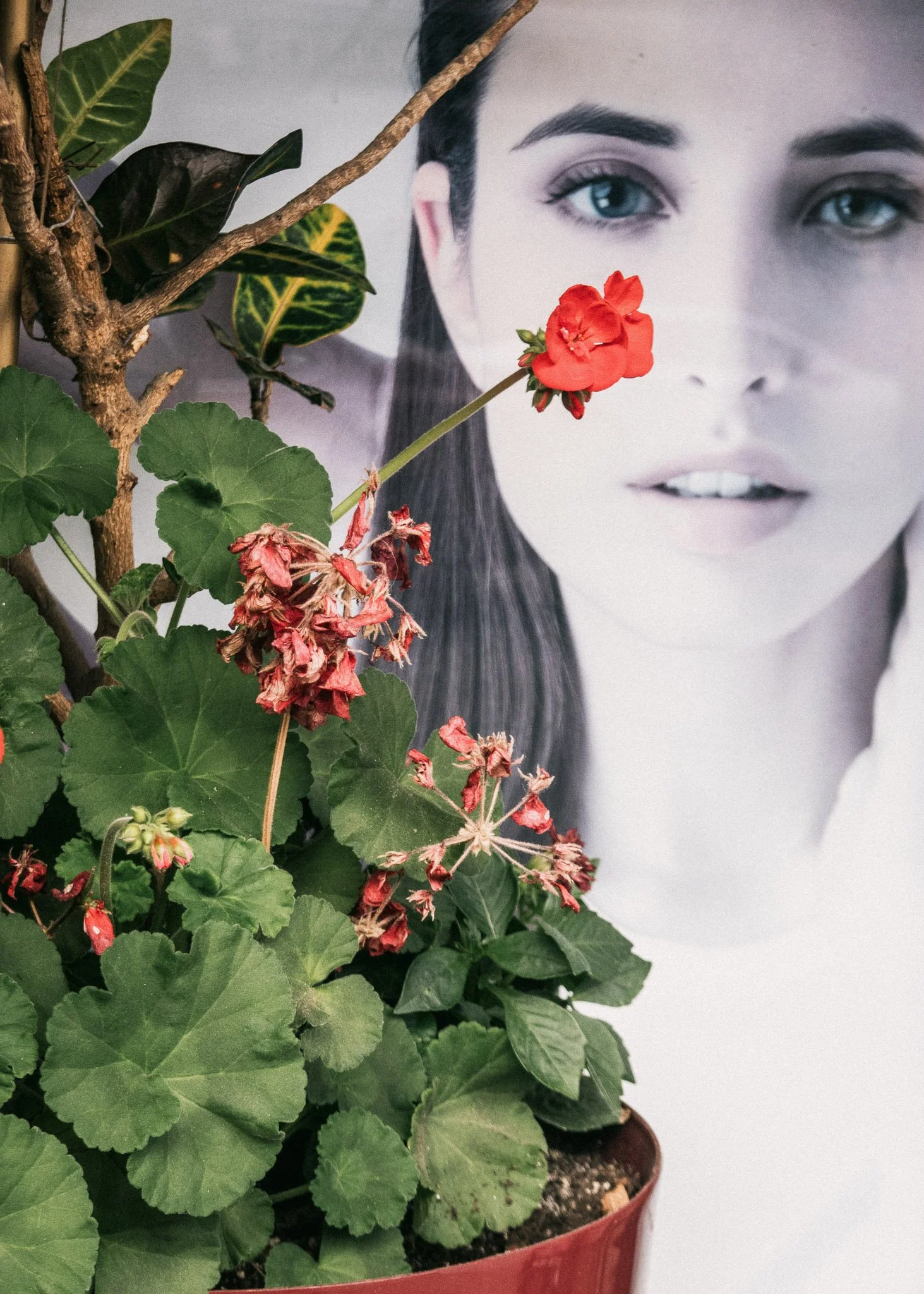 KevinGask_Flower_11.jpg
