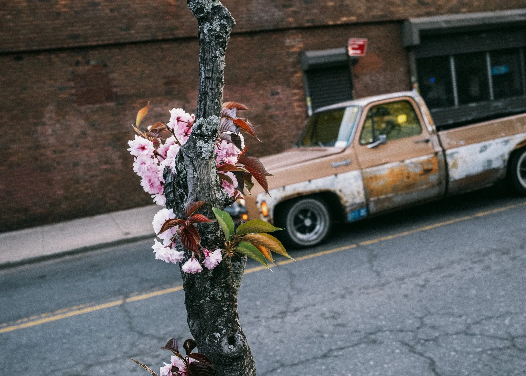 KevinGask_Flower_20.jpg