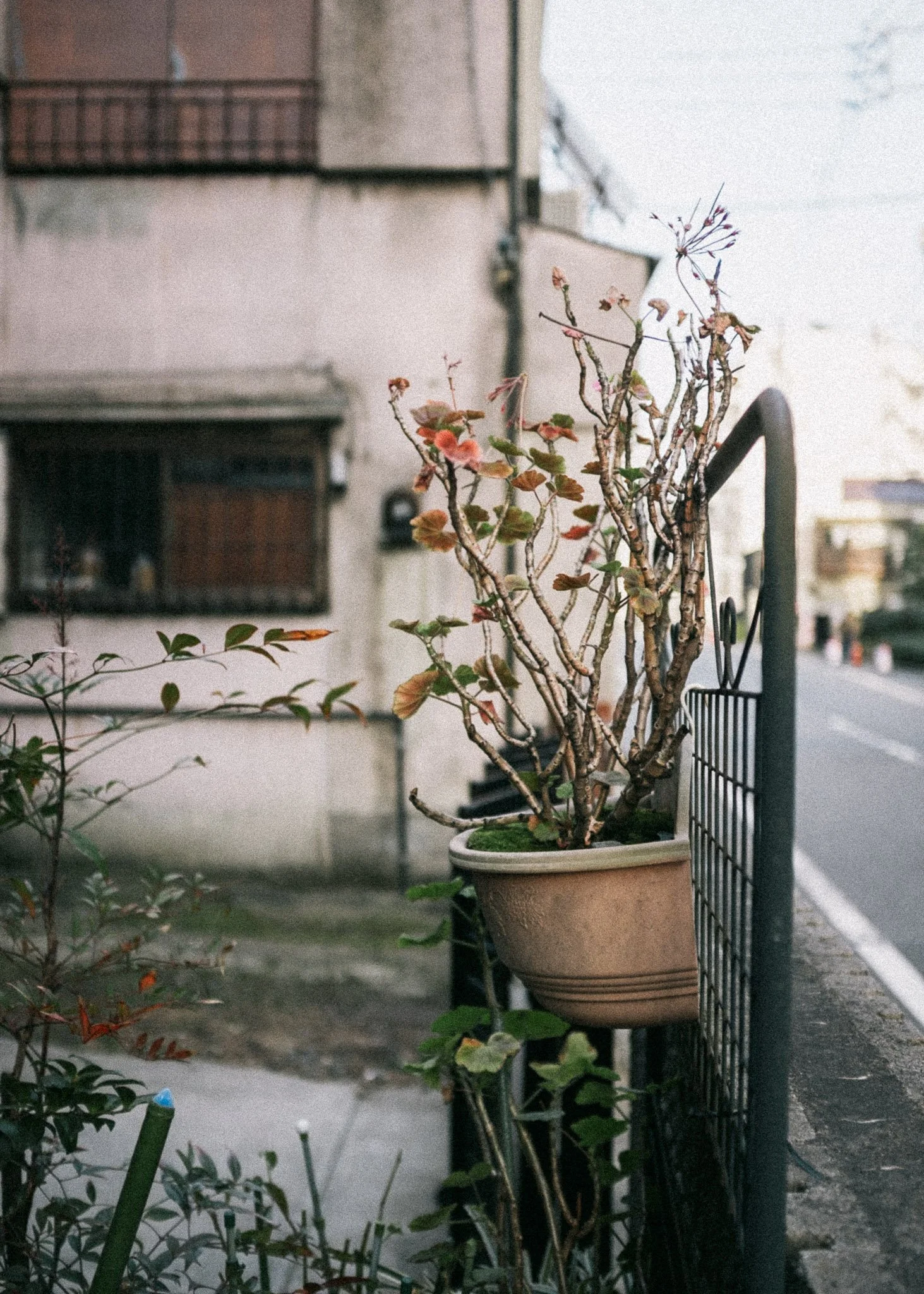 KevinGask_Flower_06.jpg