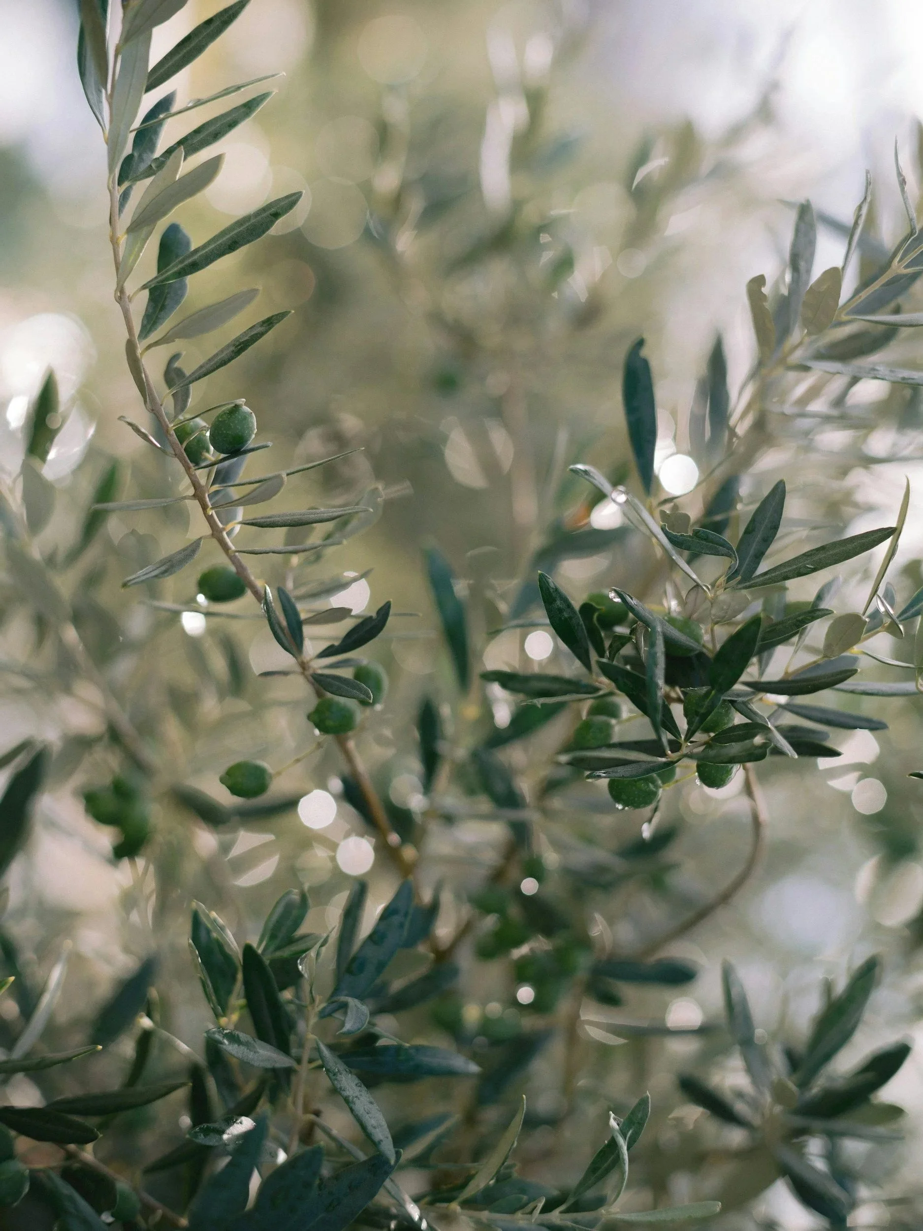 Close-up of green olives on olive tree branches with blurred background.