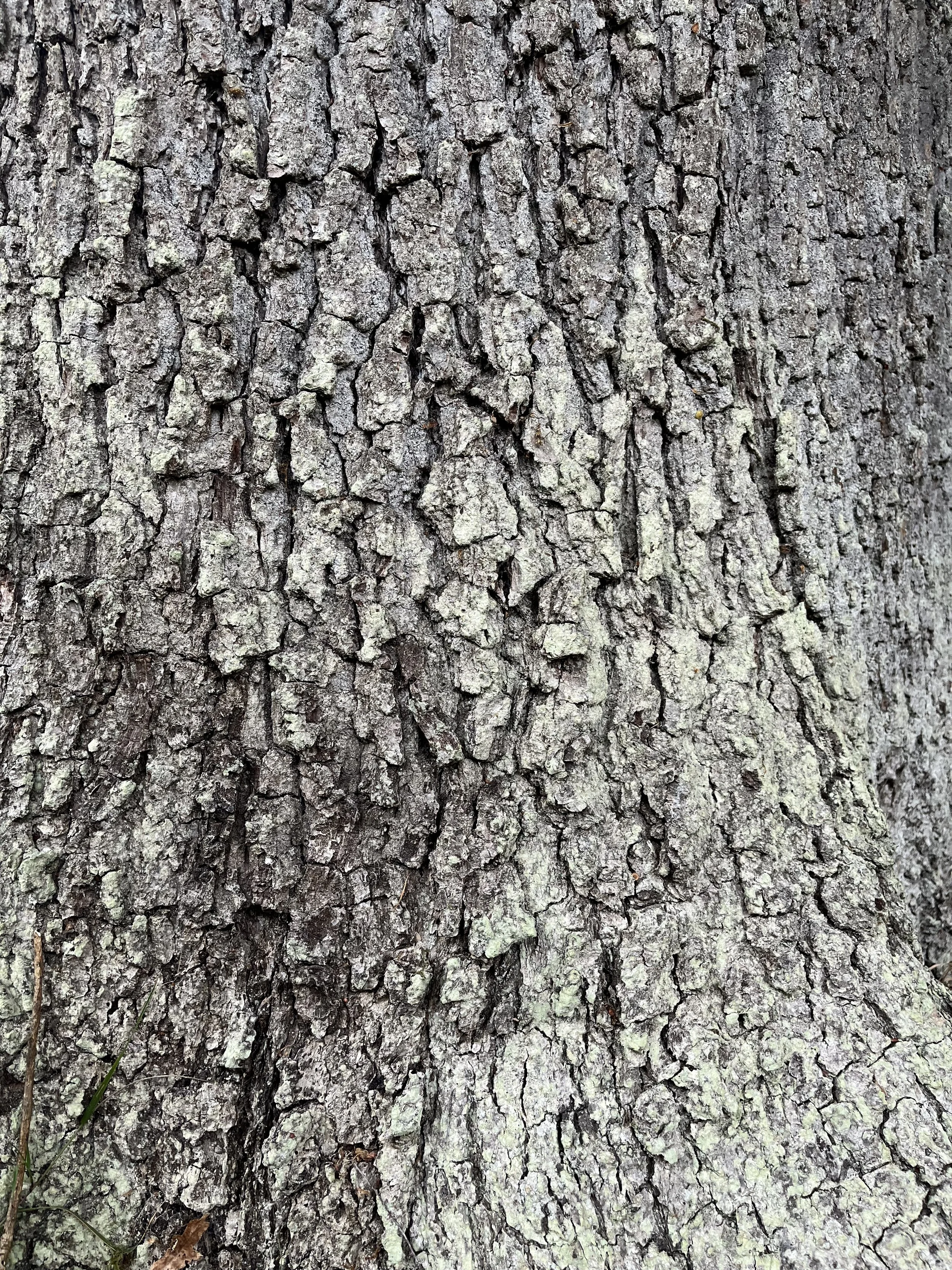Close-up of tree bark with rough, gray, and brown textured surface.