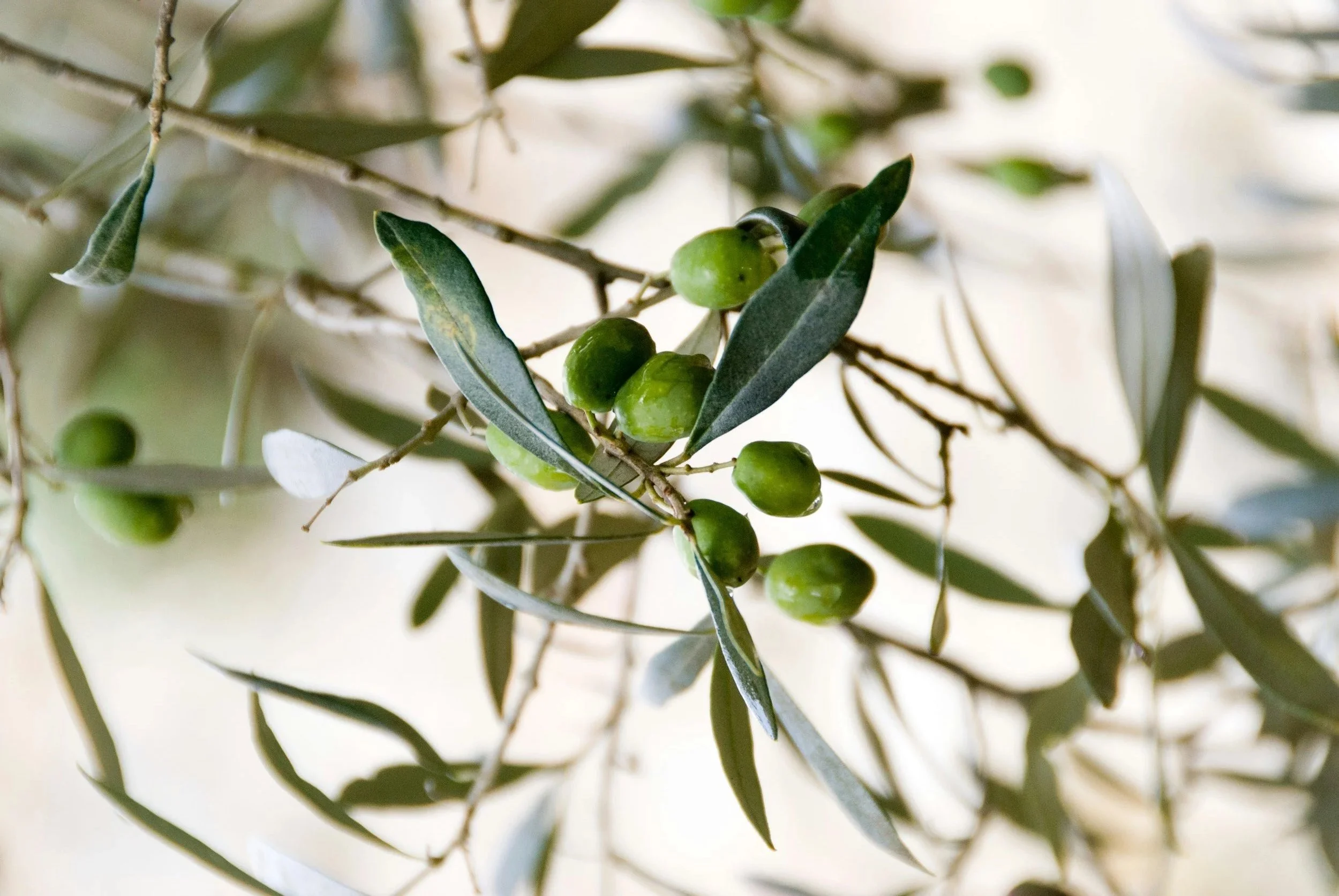 Close-up of green olives on an olive branch with leaves.