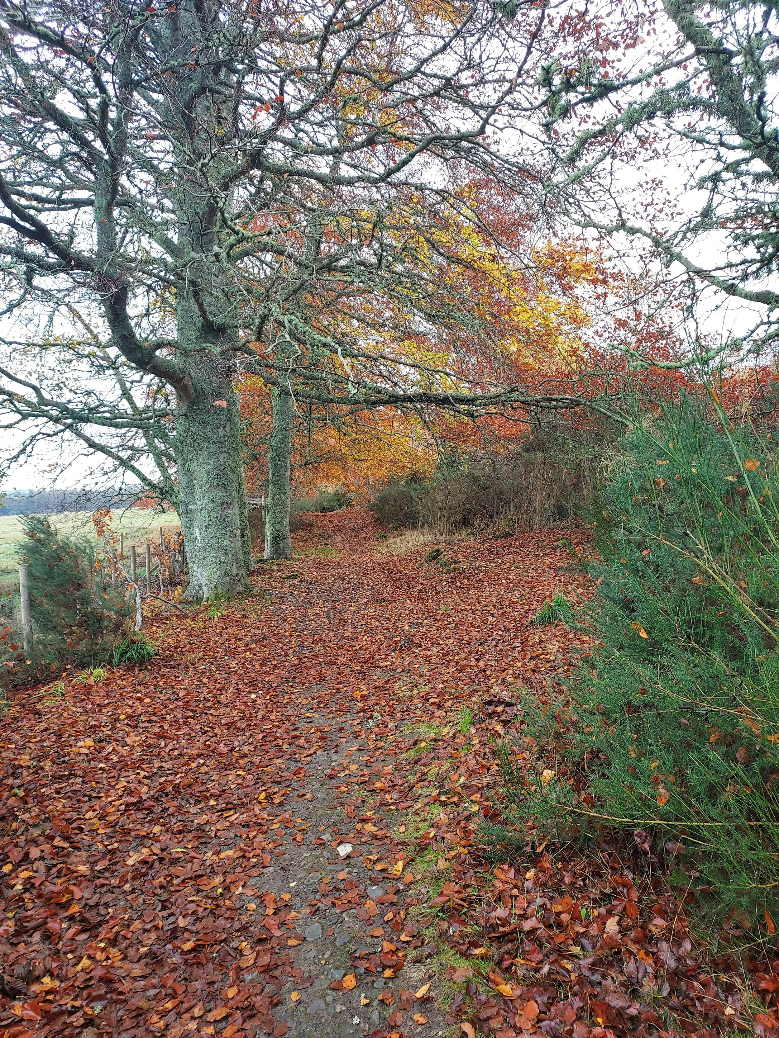 A picture of a path through some woods in autumn. There are orange and brown leaves on the ground.