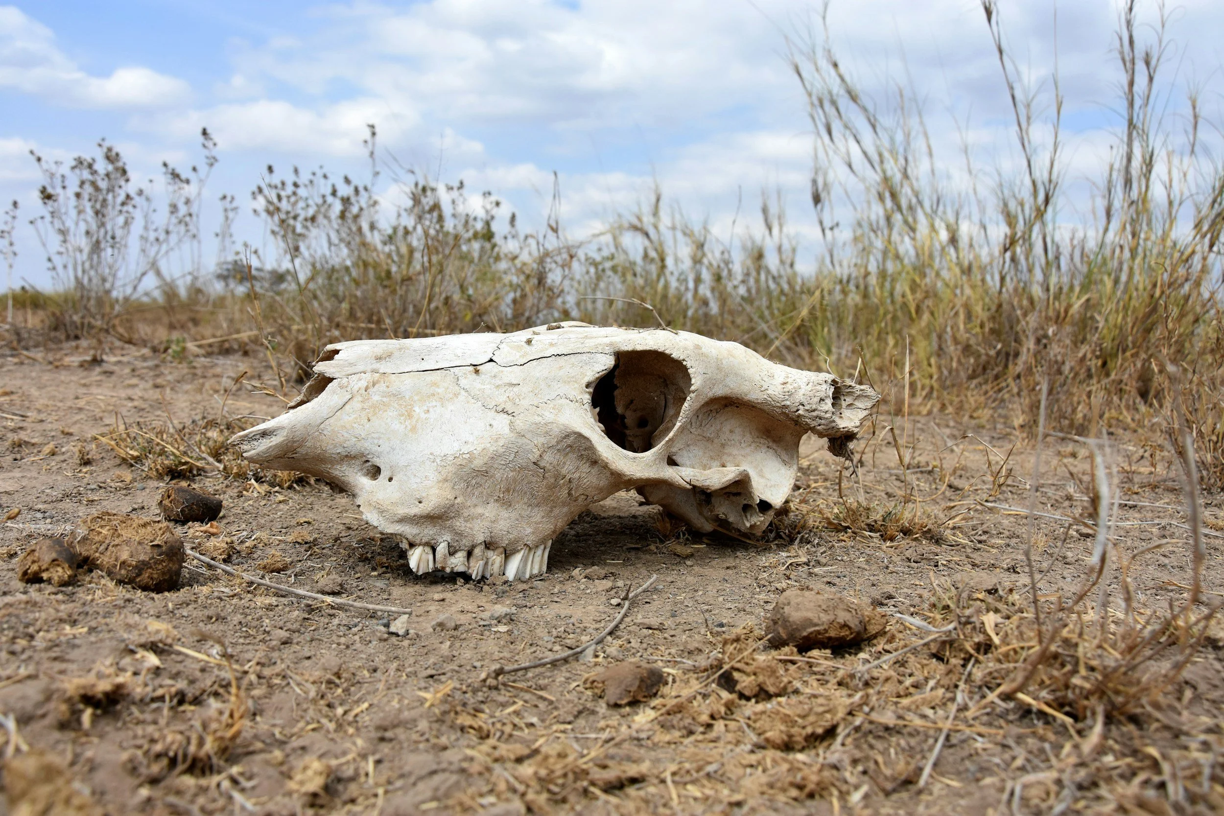 A photograph of an animal's skull on barren ground, with dry grass growing in the background.