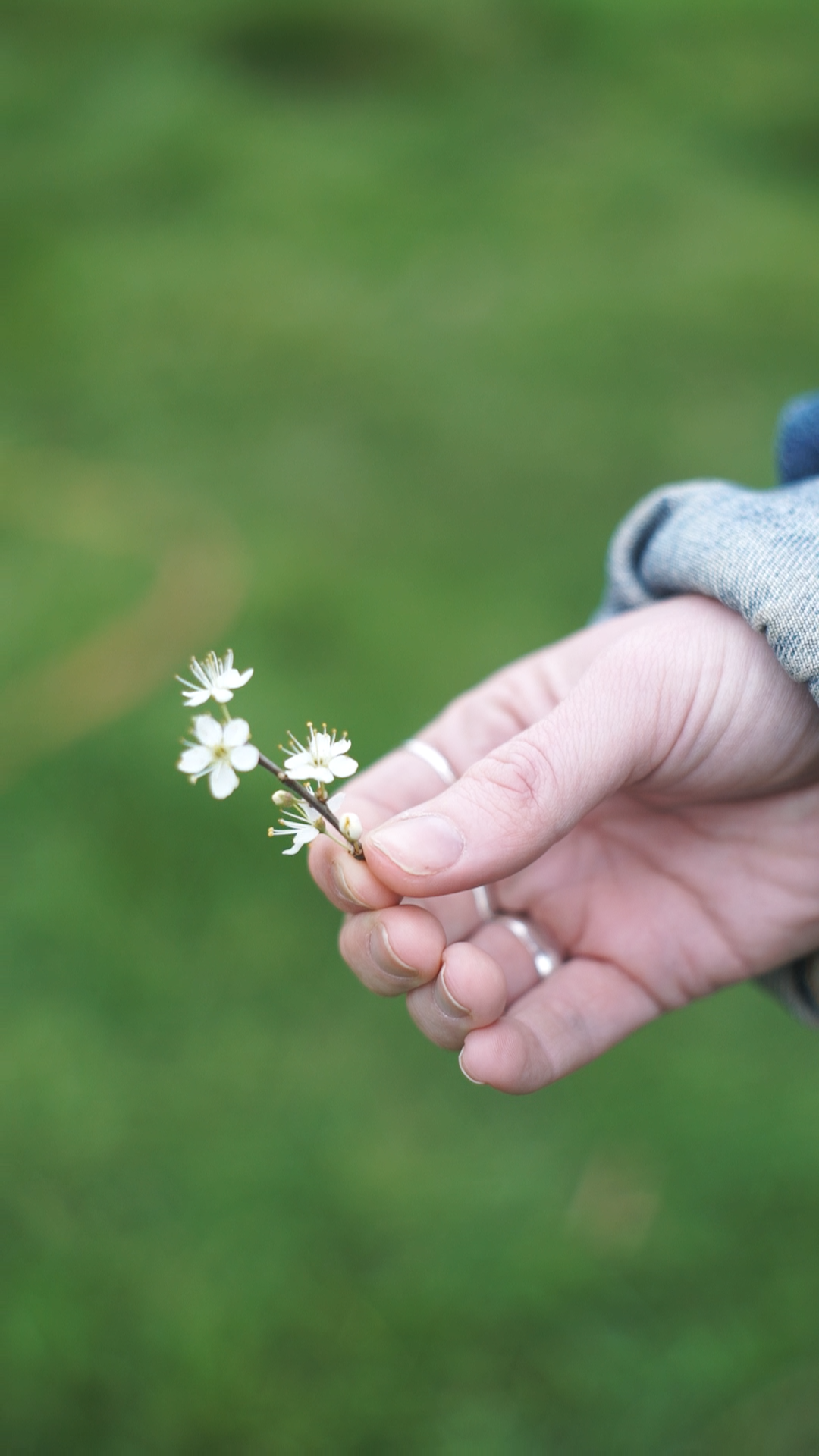 What the Spring Brings