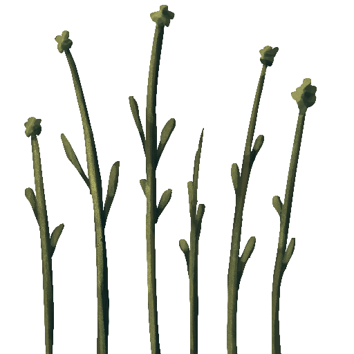 T_FlowerStems_Color.PNG